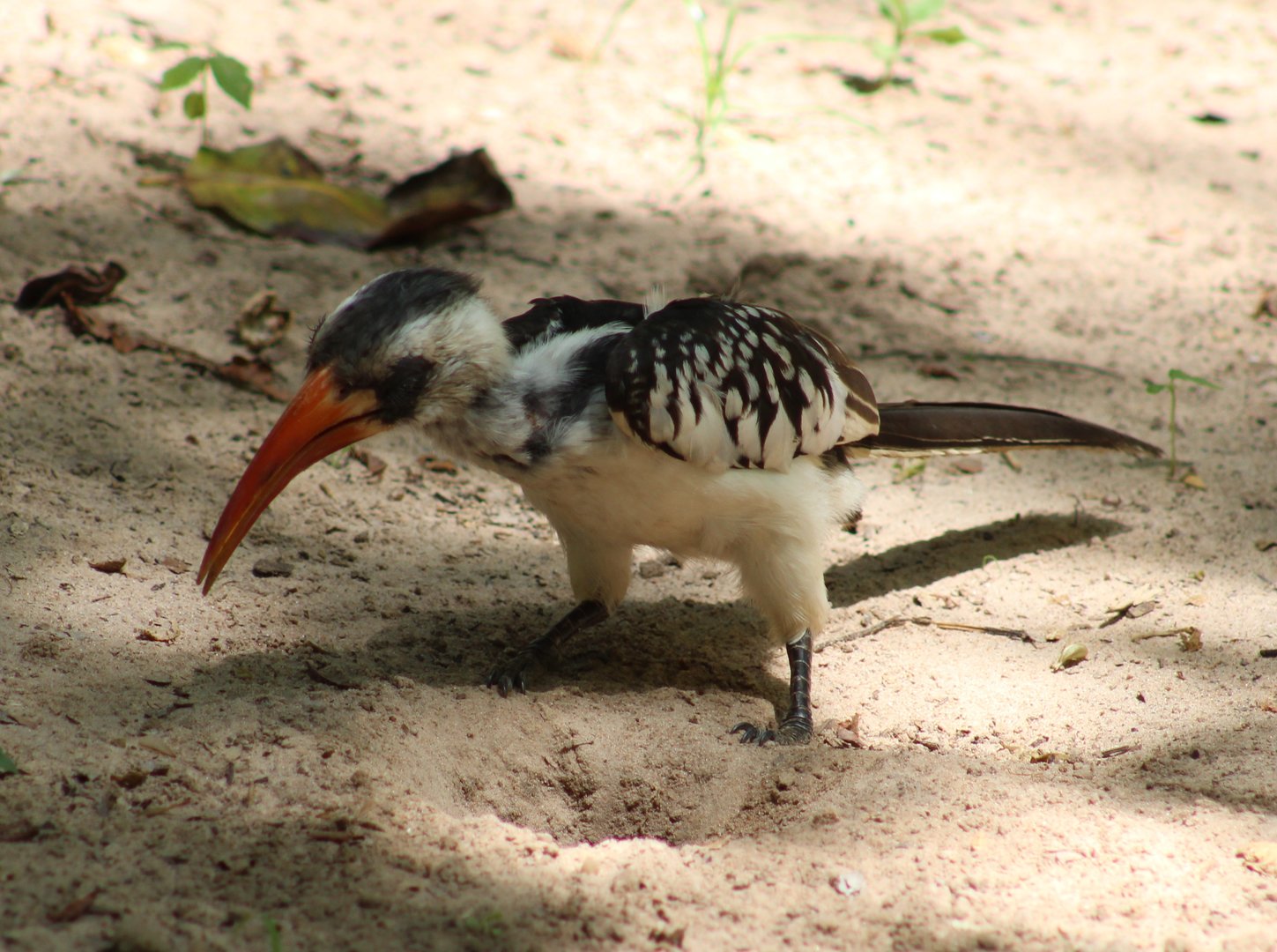 Western red-billed hornbill