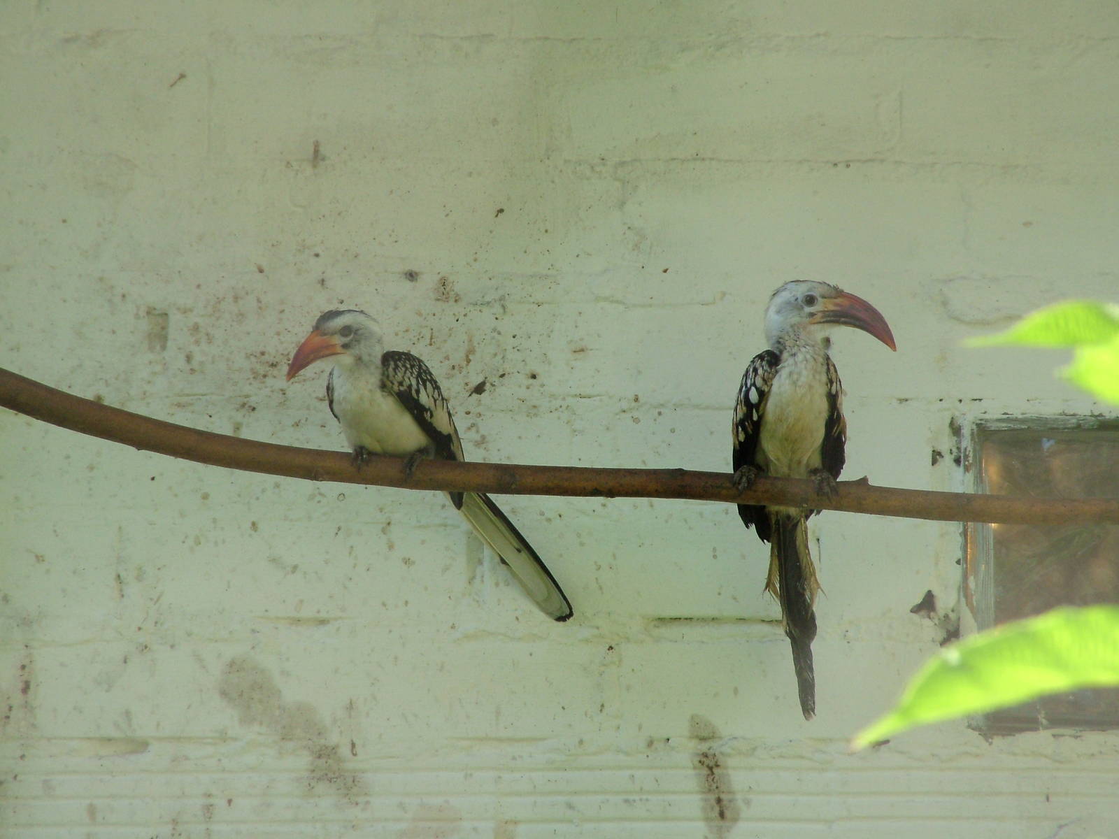 Western Red-billed Hornbills at Heppenheim, 05/09/10