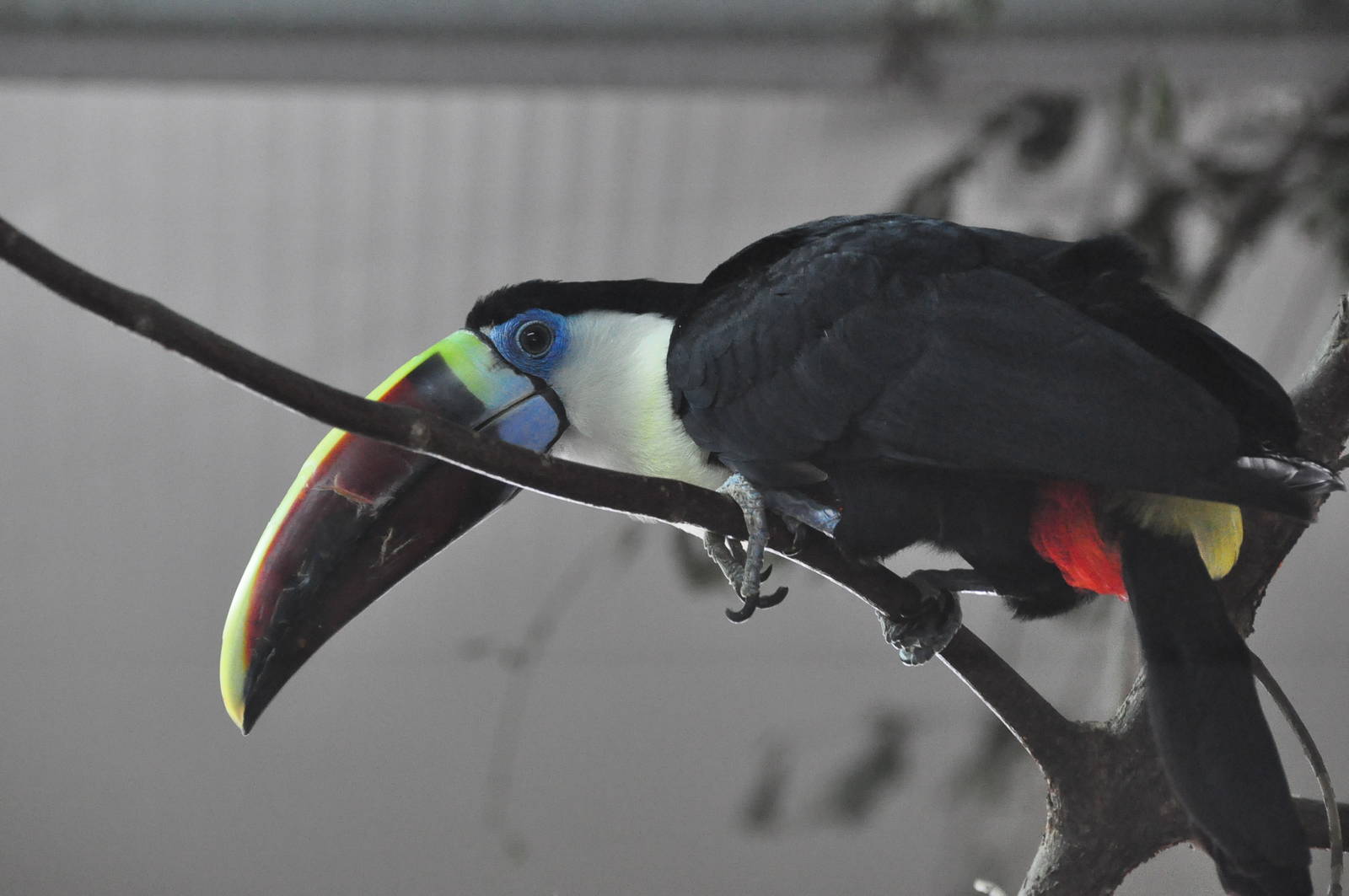 Western red-billed toucan/ Ramphastos cuvieri