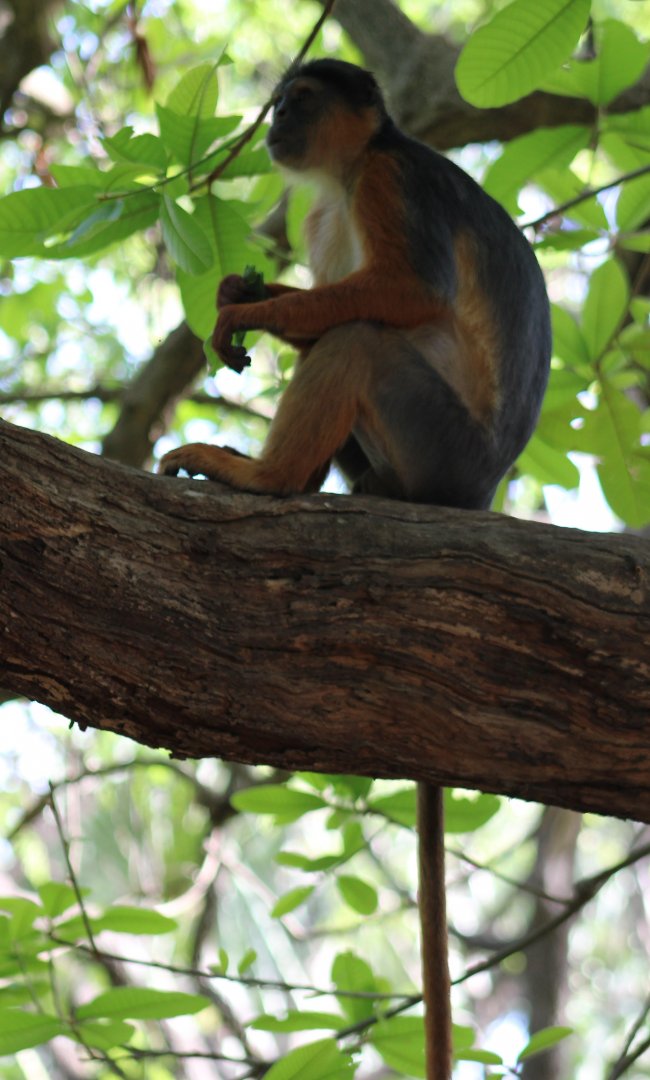 Western red colobus - Piliocolobus badius temminckii