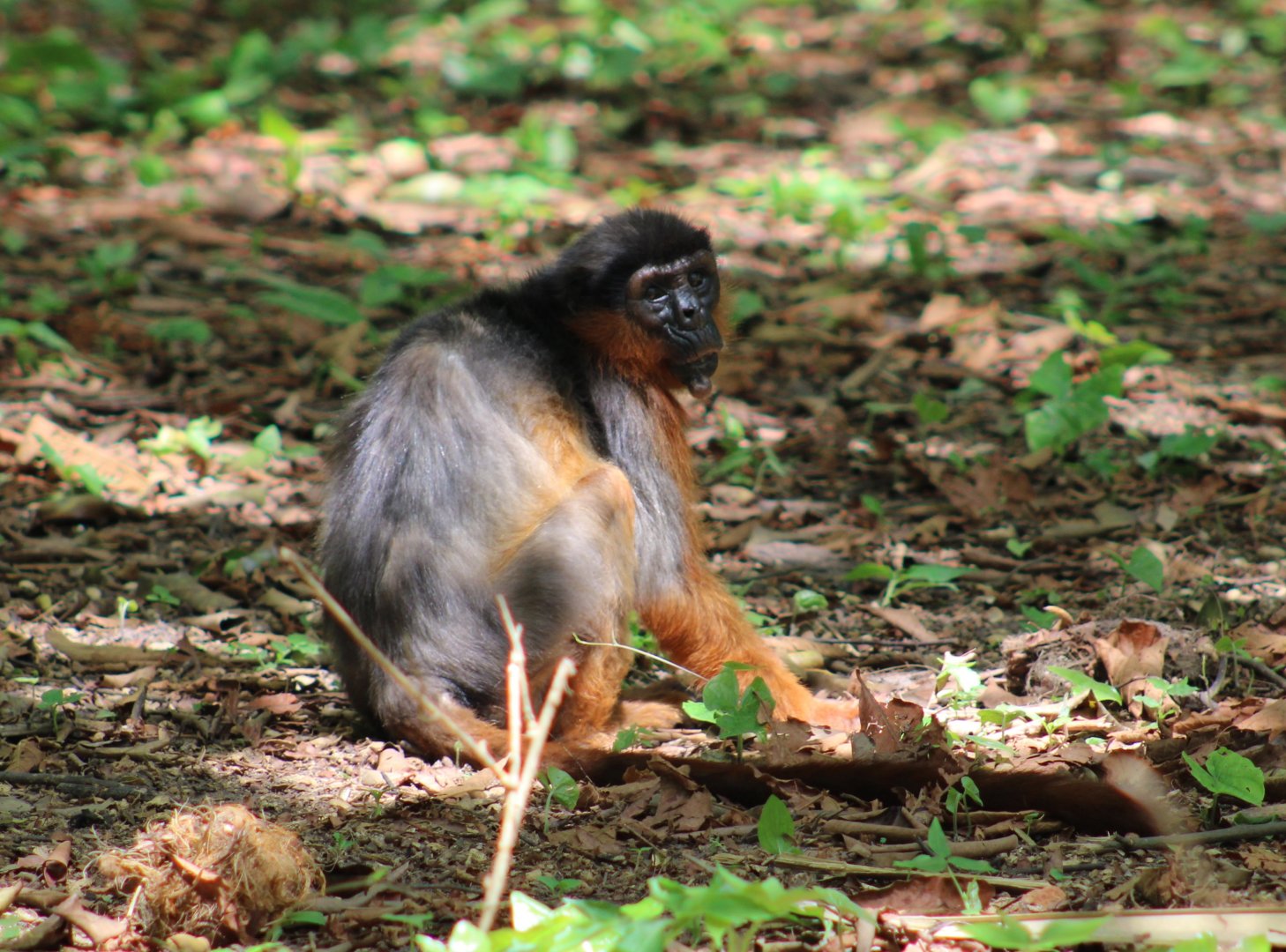 Western red colobus - Piliocolobus badius temminckii