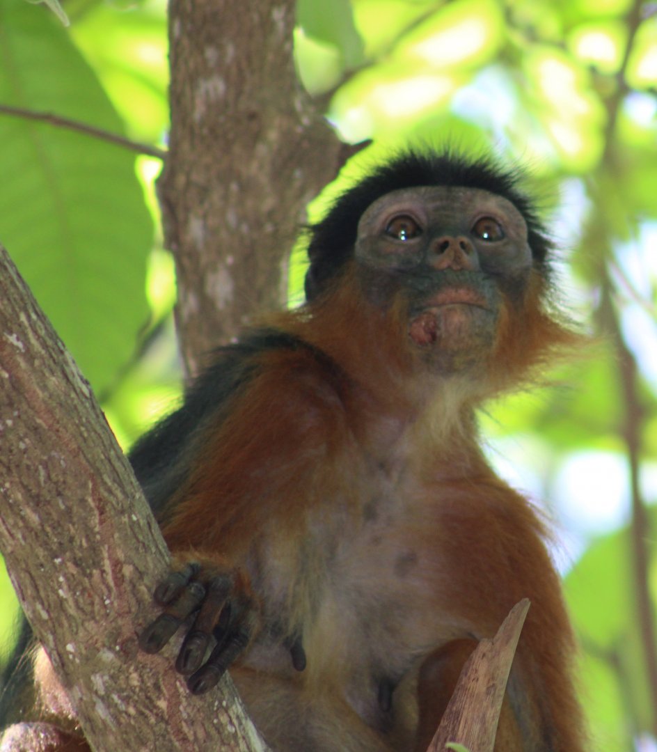 Western red colobus - Piliocolobus badius temminckii