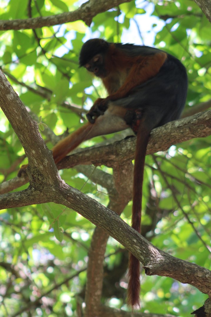Western red colobus - Piliocolobus badius temminckii