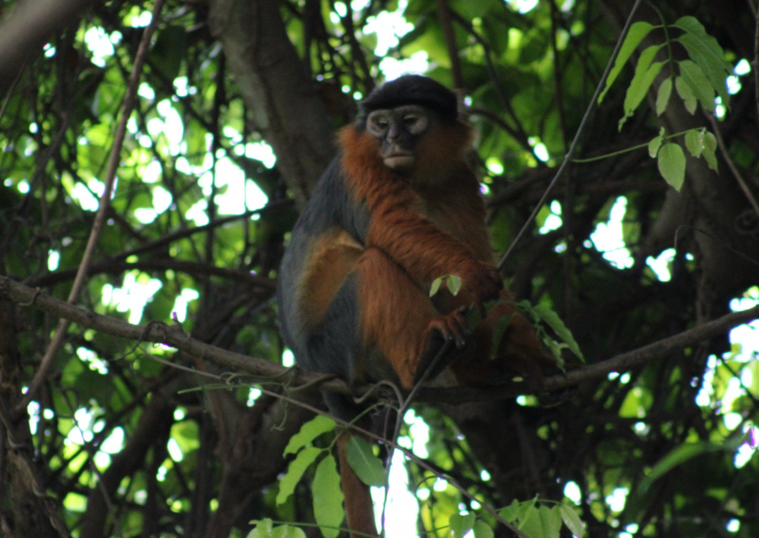 Western red colobus