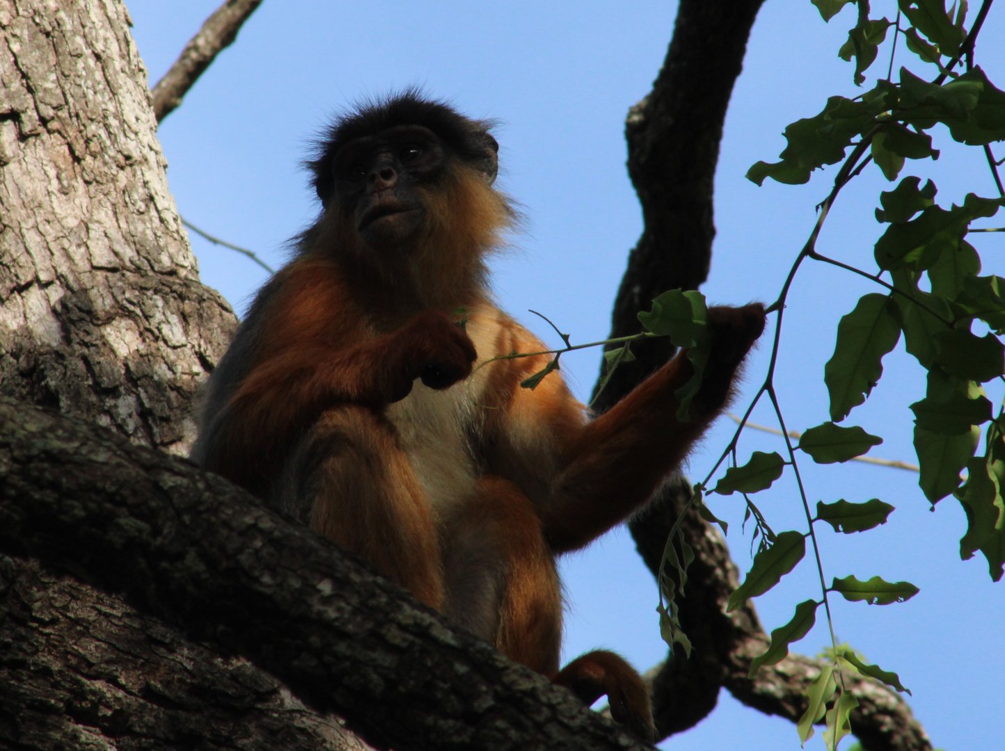 Western red colobus
