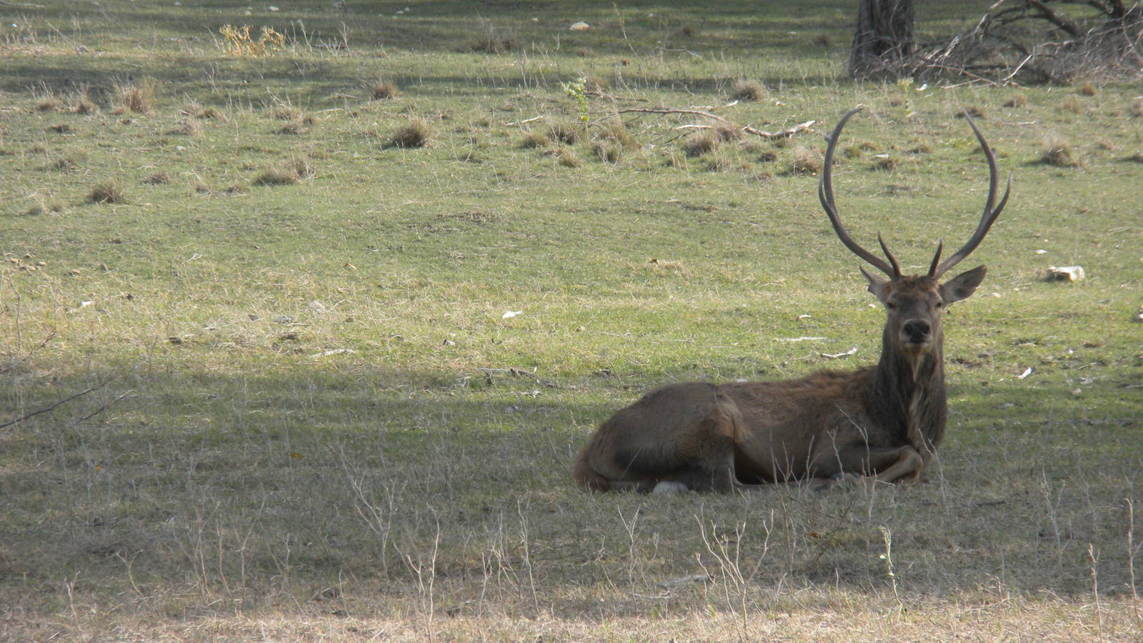 Western Red Deer