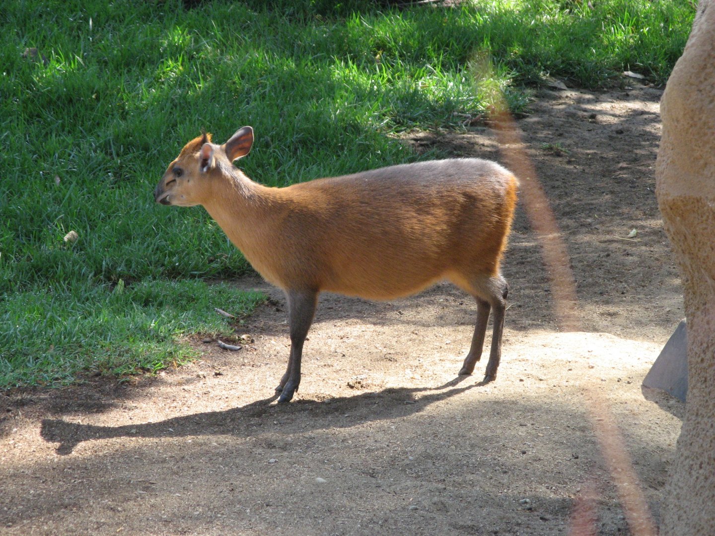 Western Red-flanked Duiker (2008)
