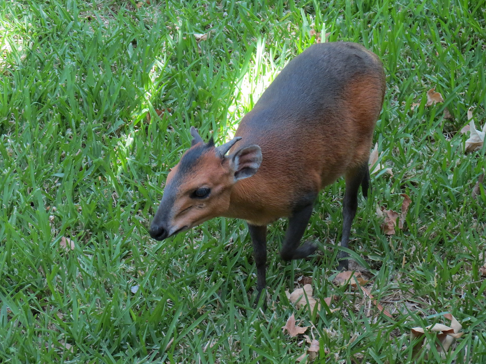 Western Red-flanked Duiker