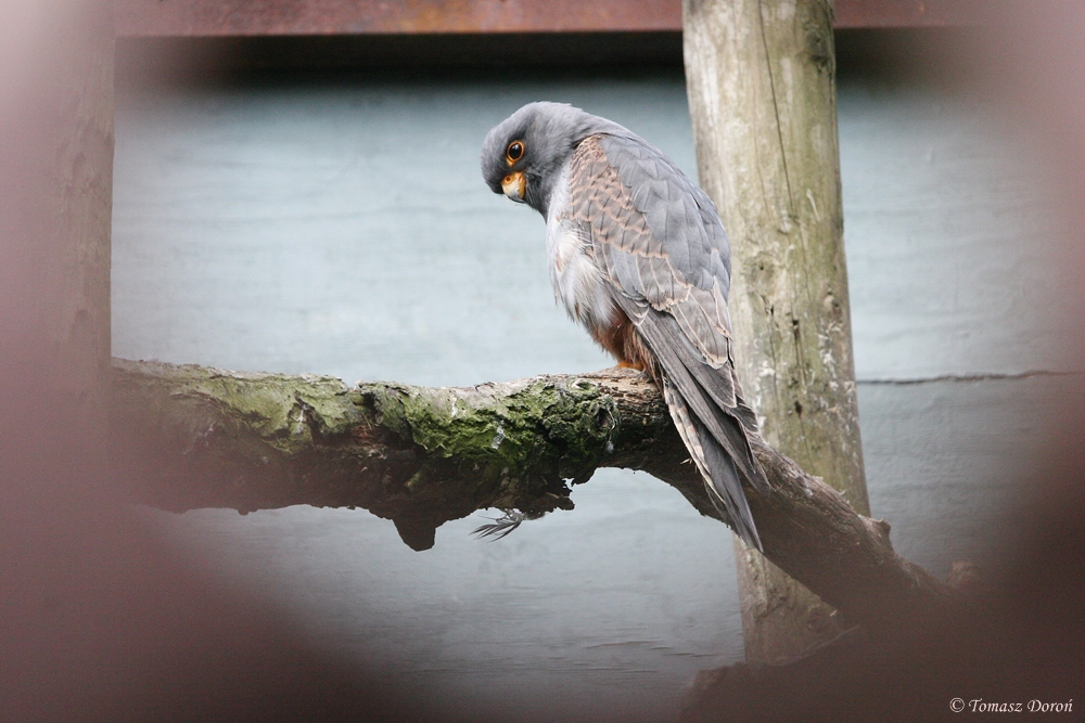 Western Red Footed Falcon