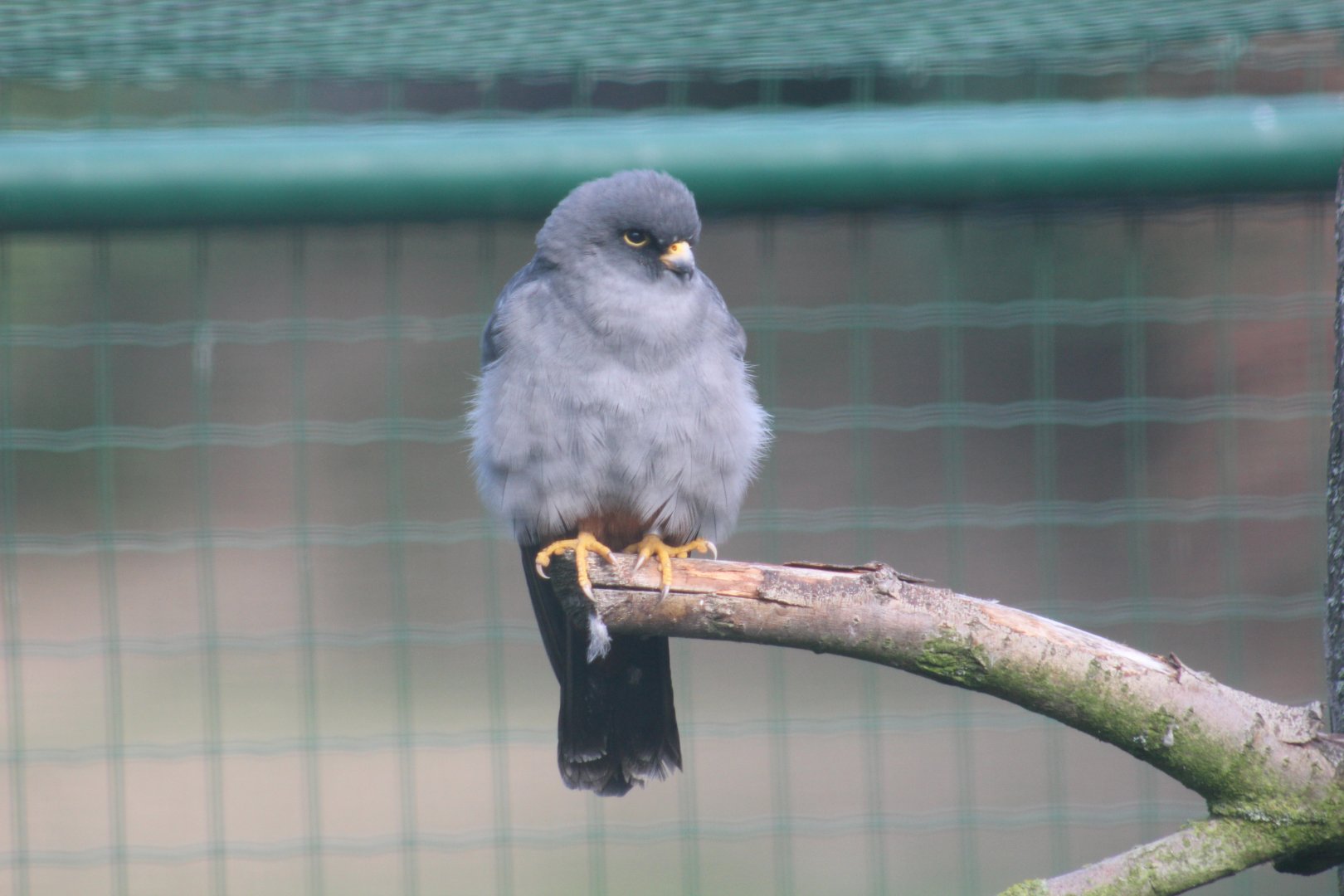 Western Red-Footed Falcon
