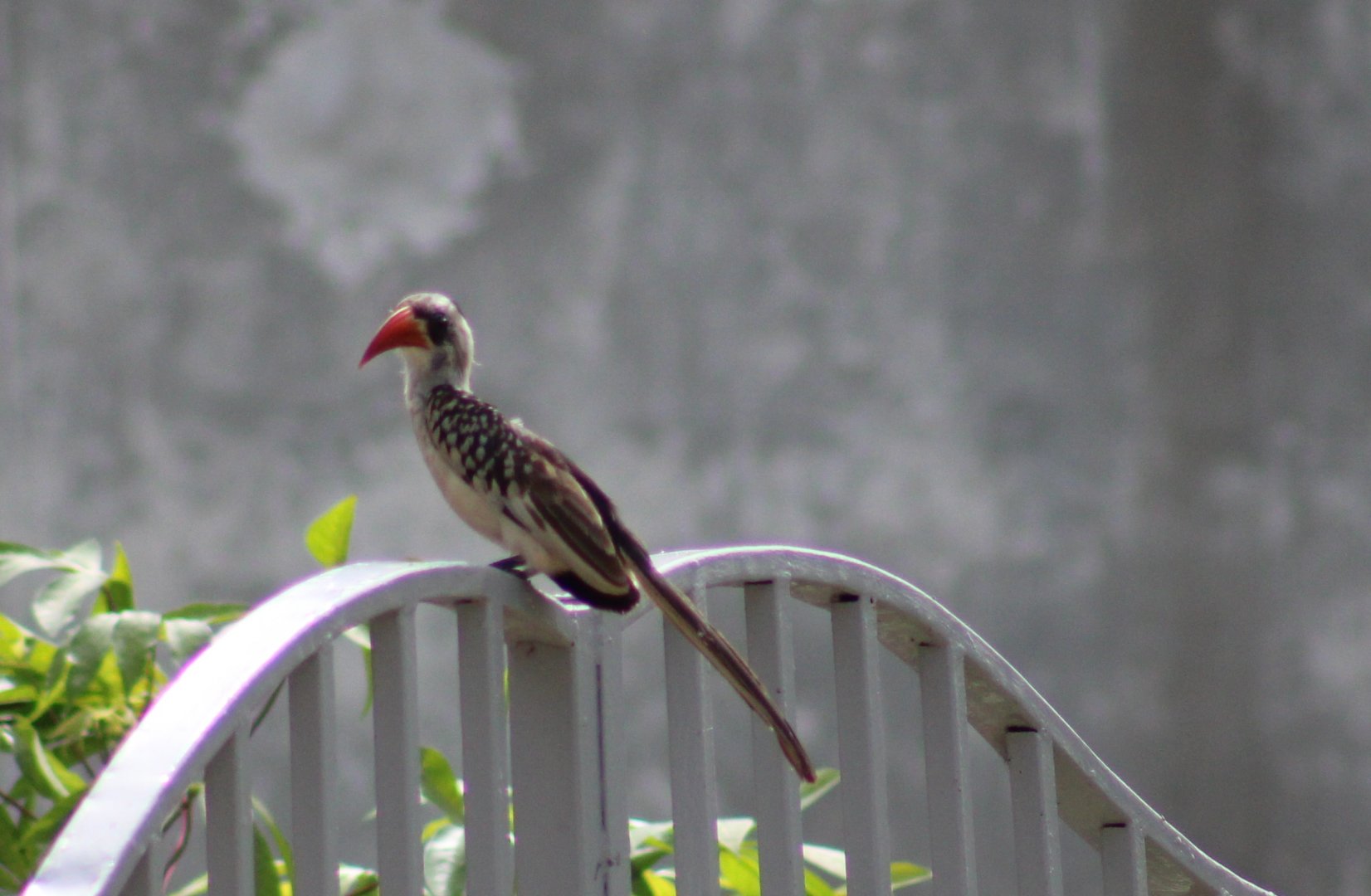 Western red-hornbill - Tockus kempi