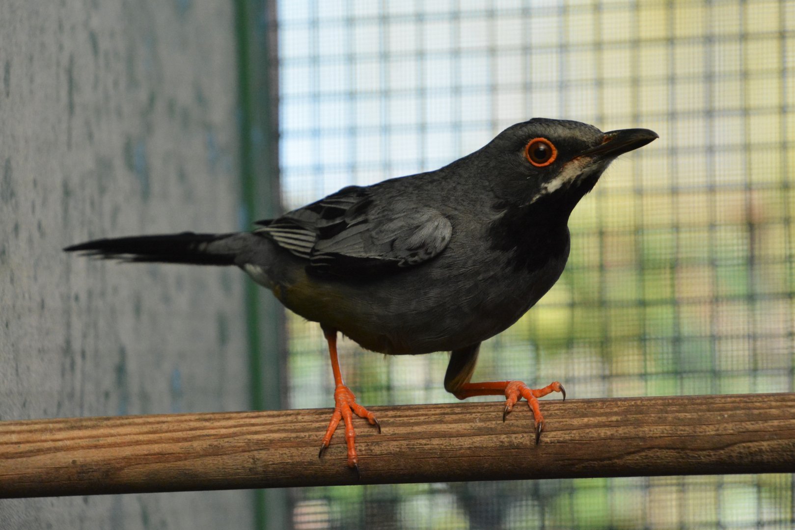 Western red-legged thrush (Turdus plumbeus cf. rubripes)