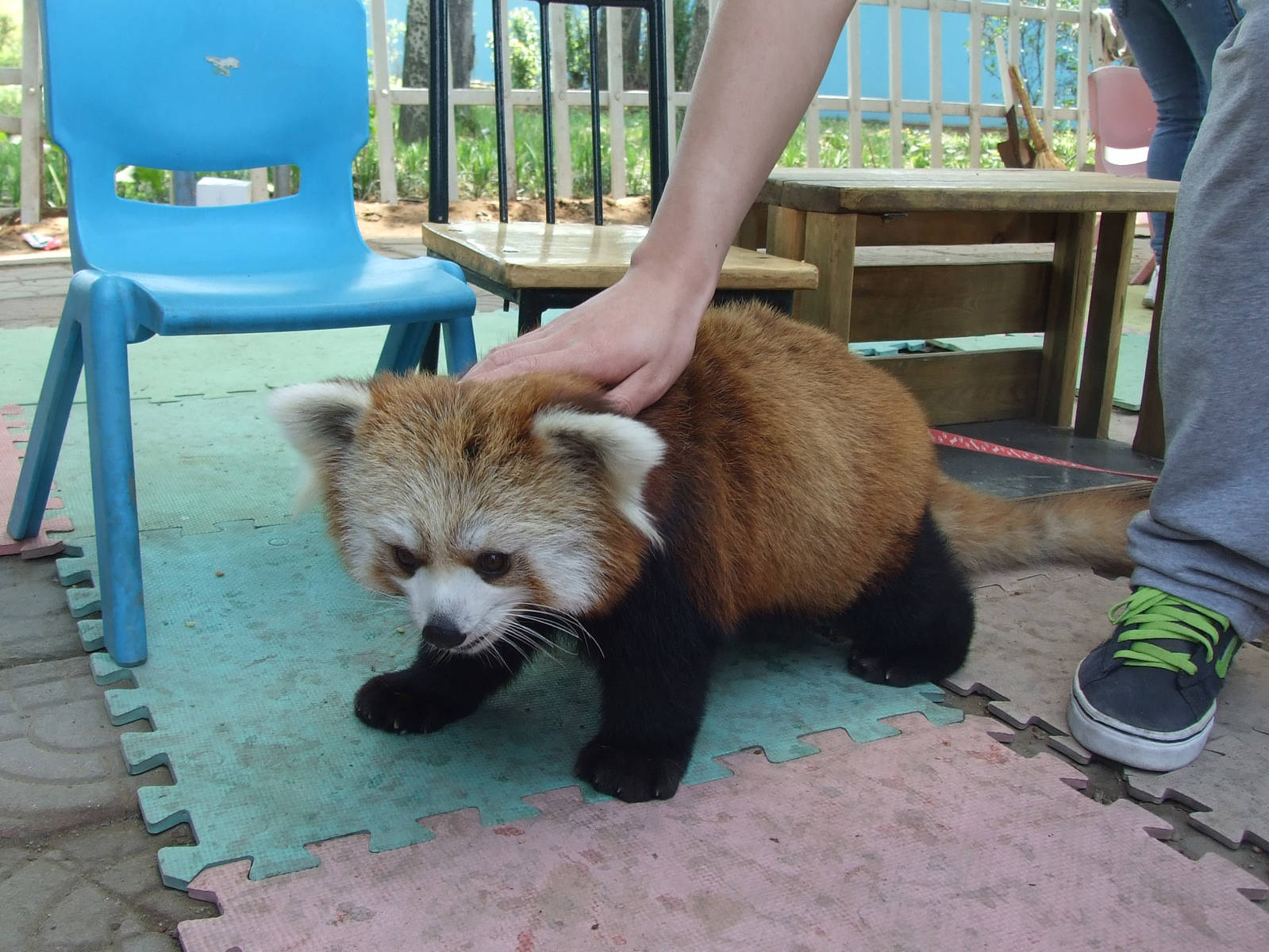 Western red panda (Ailurus fulgens fulgens) for taking photos
