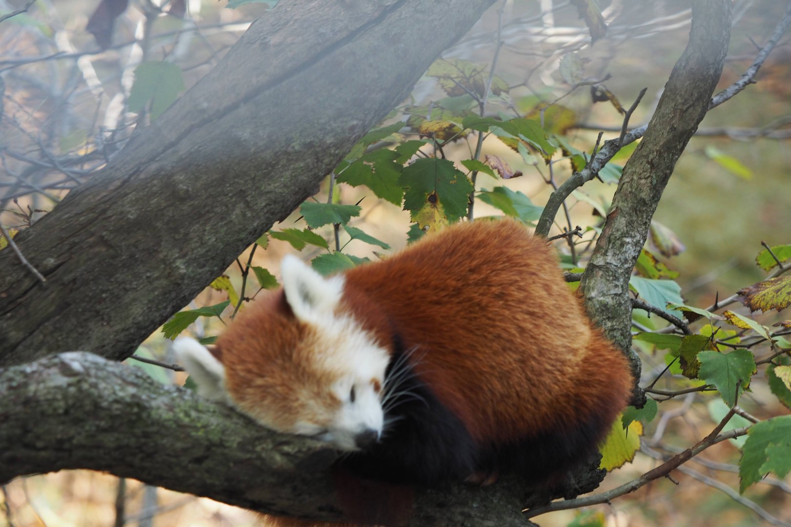 Western red panda sleeping