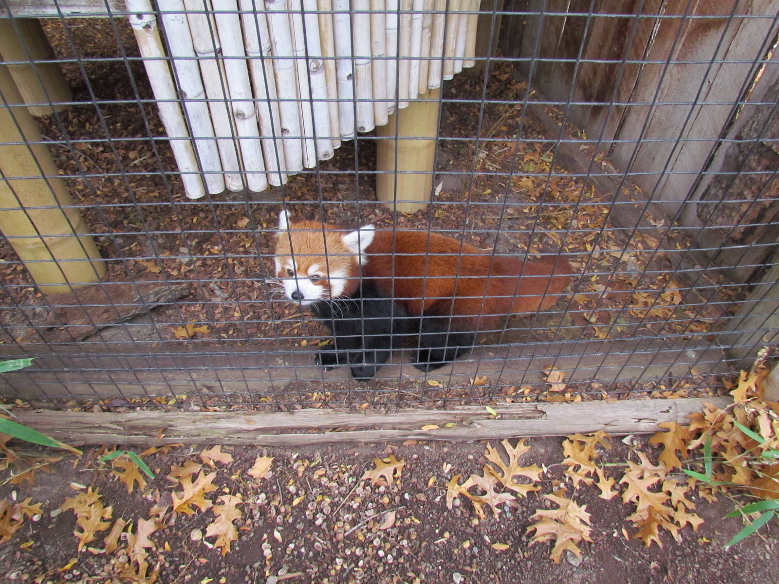 Western Red Panda