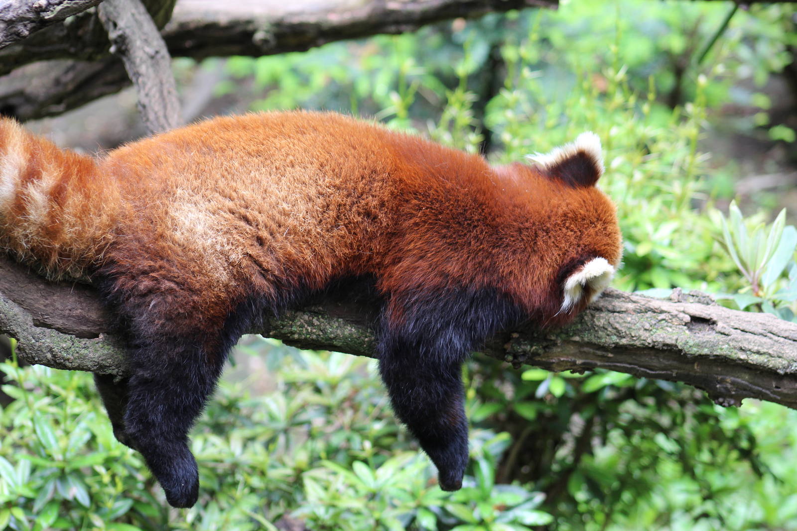 Western Red Panda