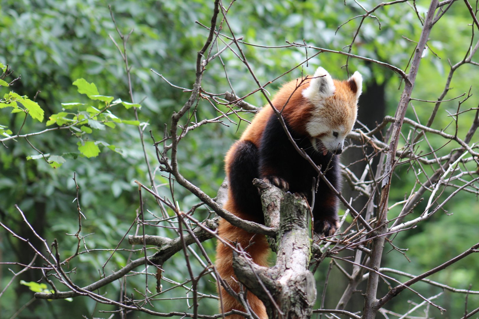 Western Red Panda