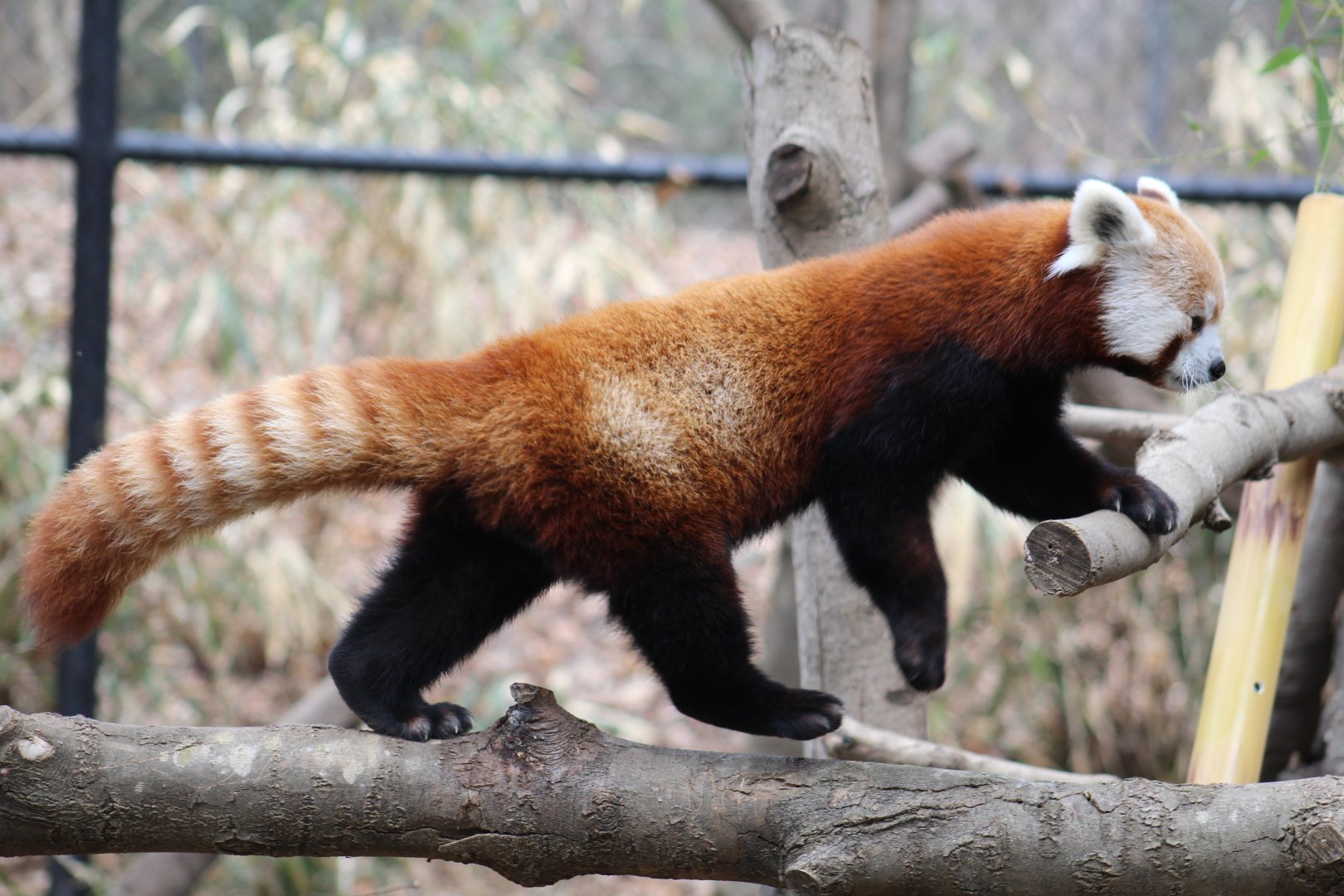 Western Red Panda