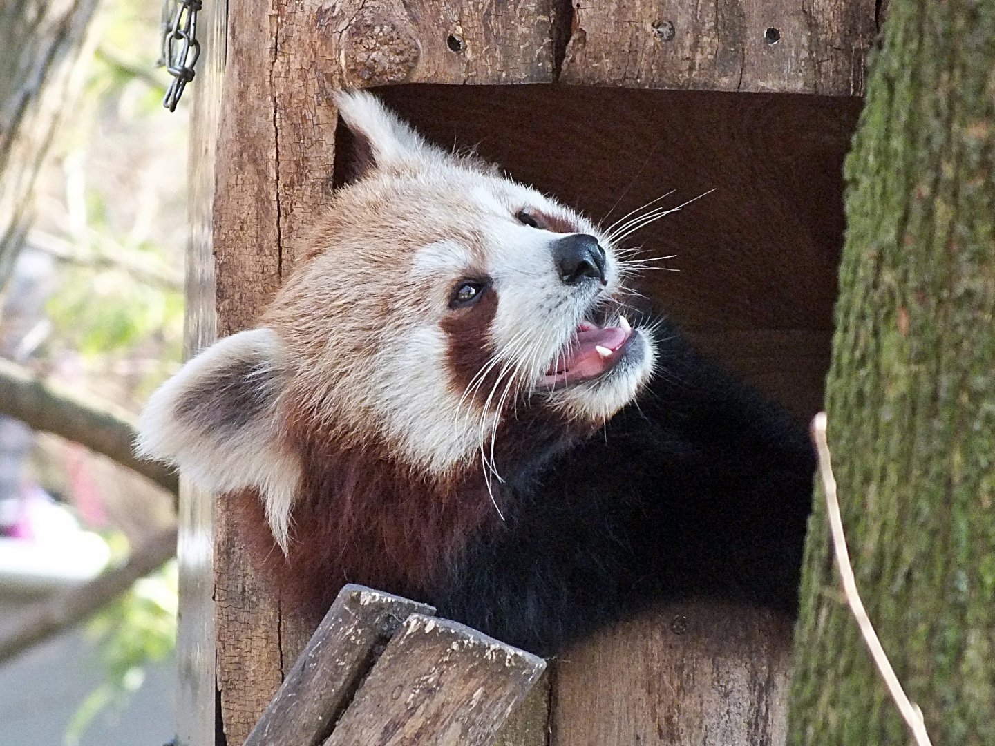 Western red panda