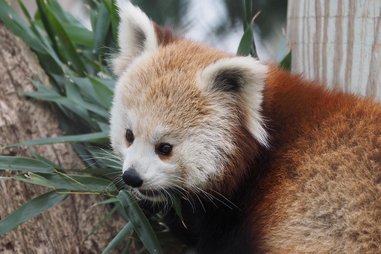 Western red panda