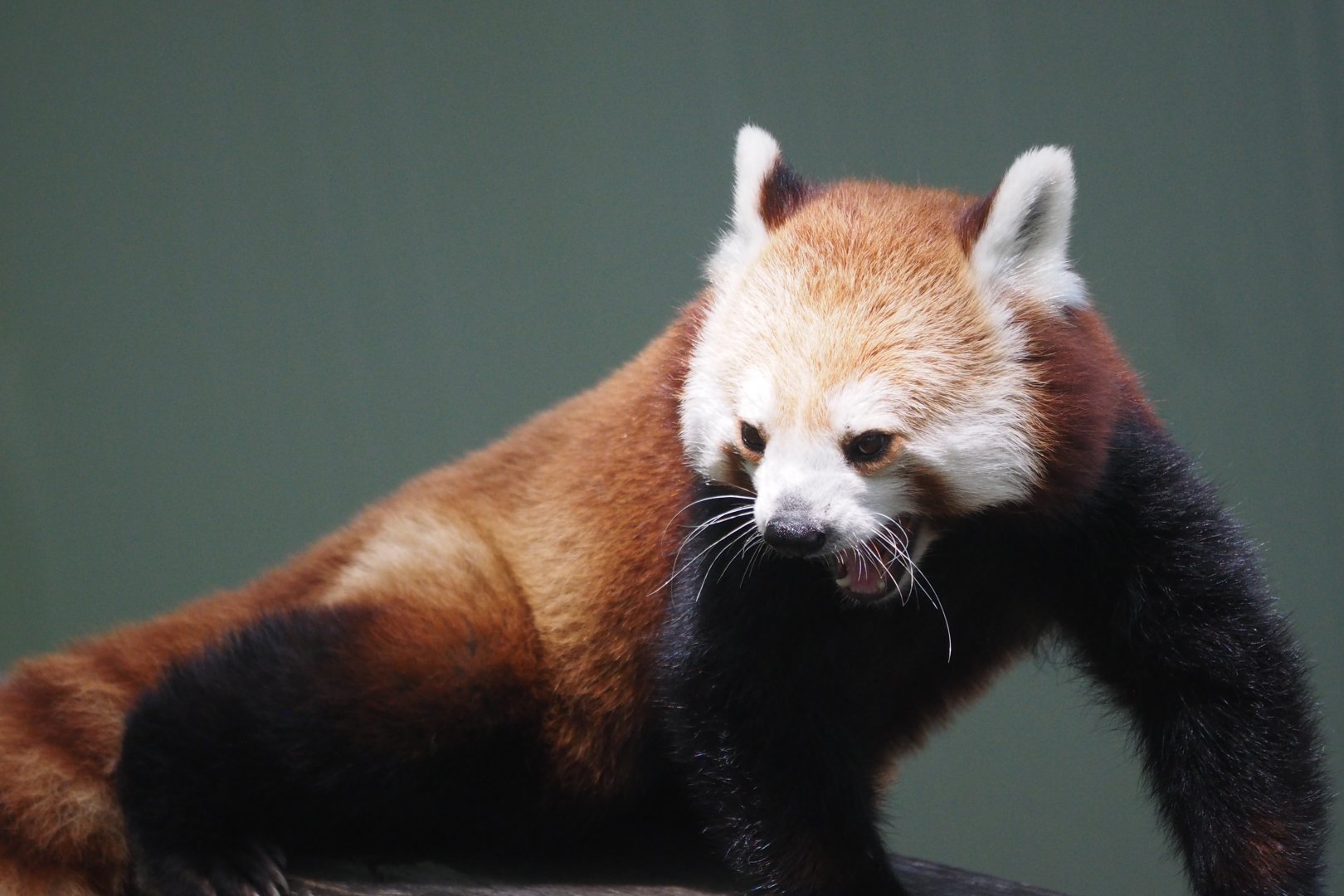 Western red panda