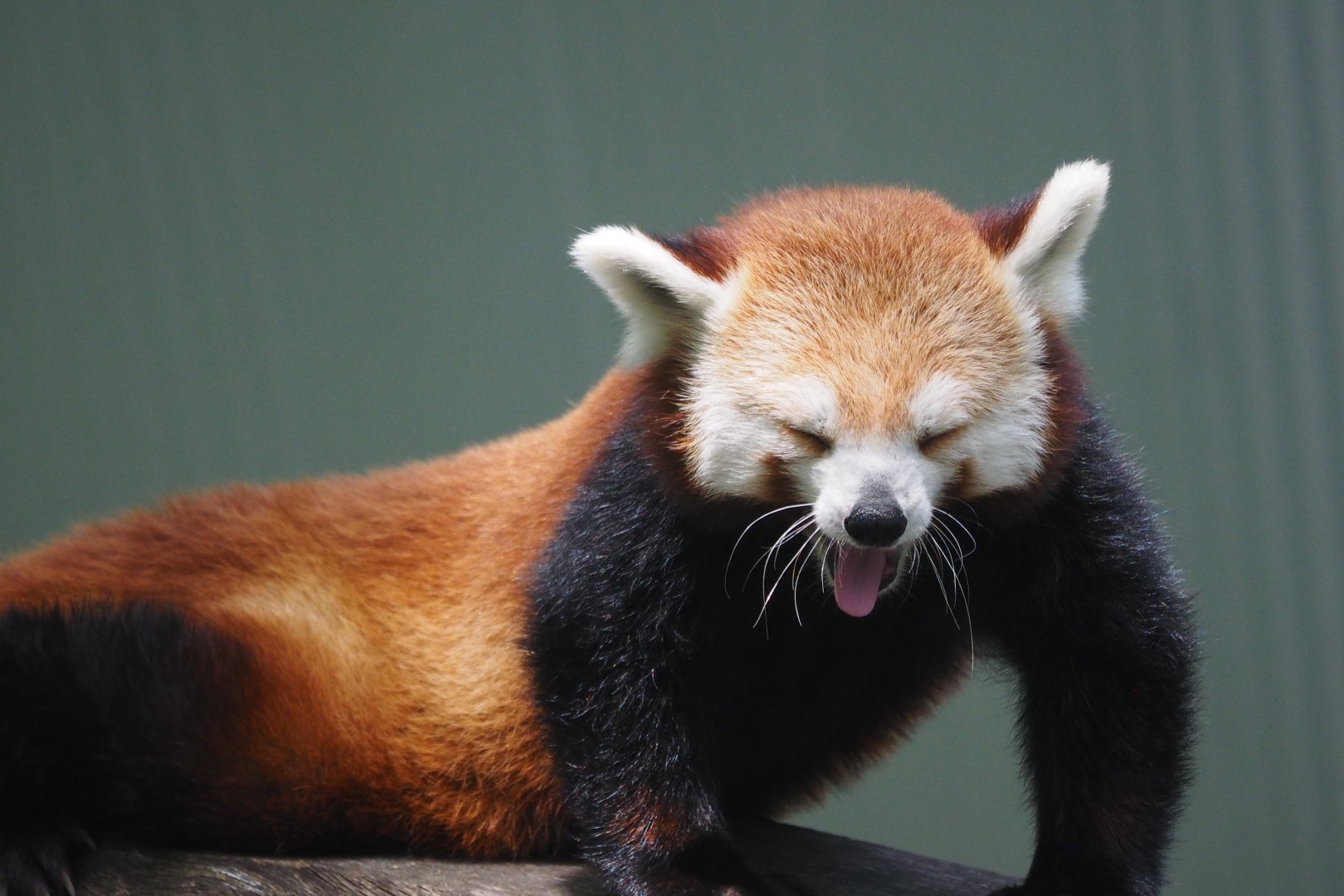 Western red panda