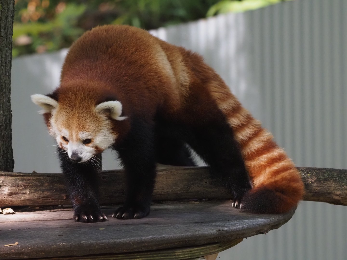 Western Red Panda