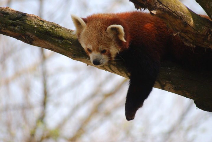 Western red panda