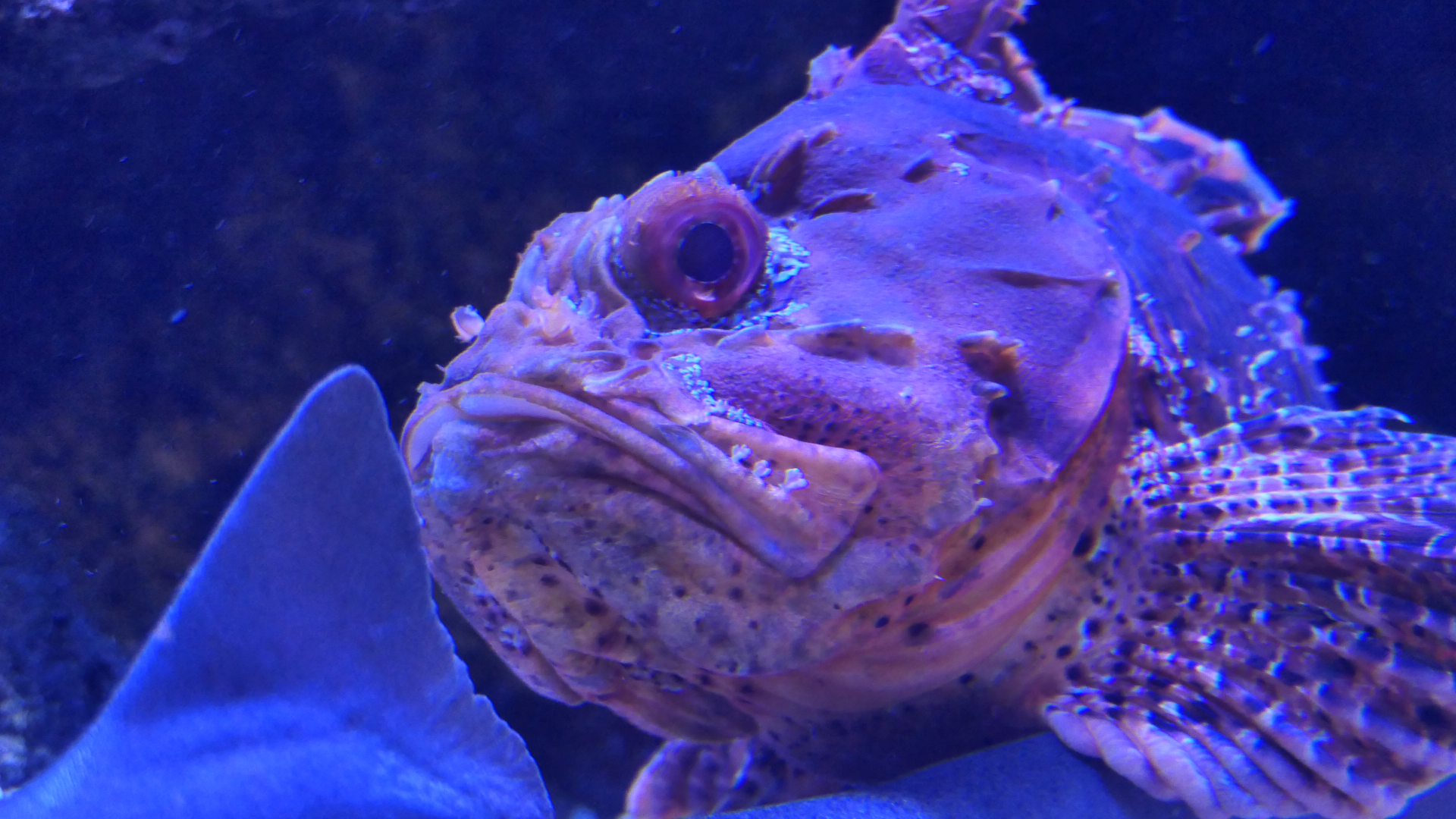 Western Red Scorpionfish (Scorpaena sumptuosa) - Dolphin Discovery Centre, Bunbury