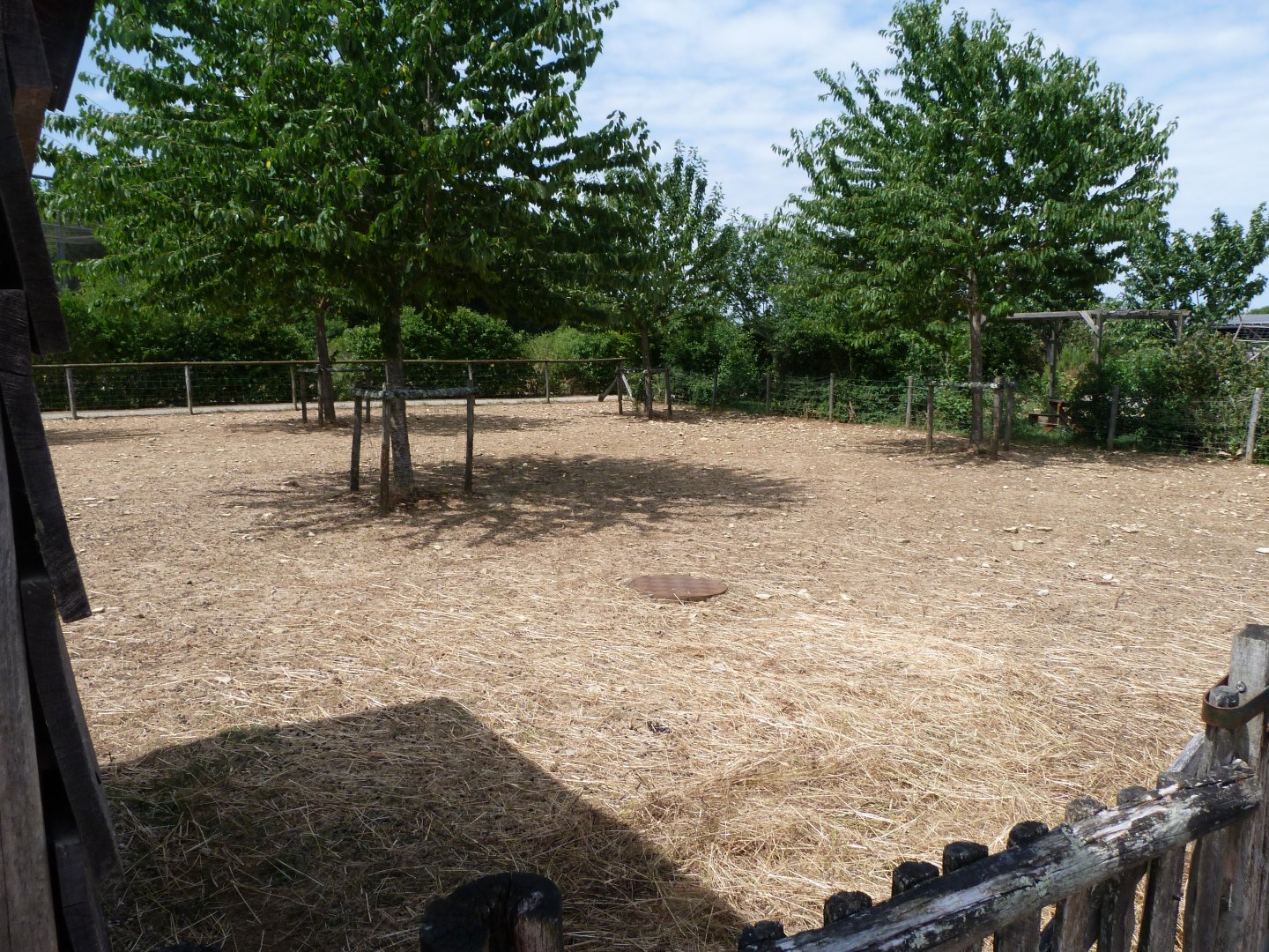 Western red sheep exhibit -Zoodyssée (2025)