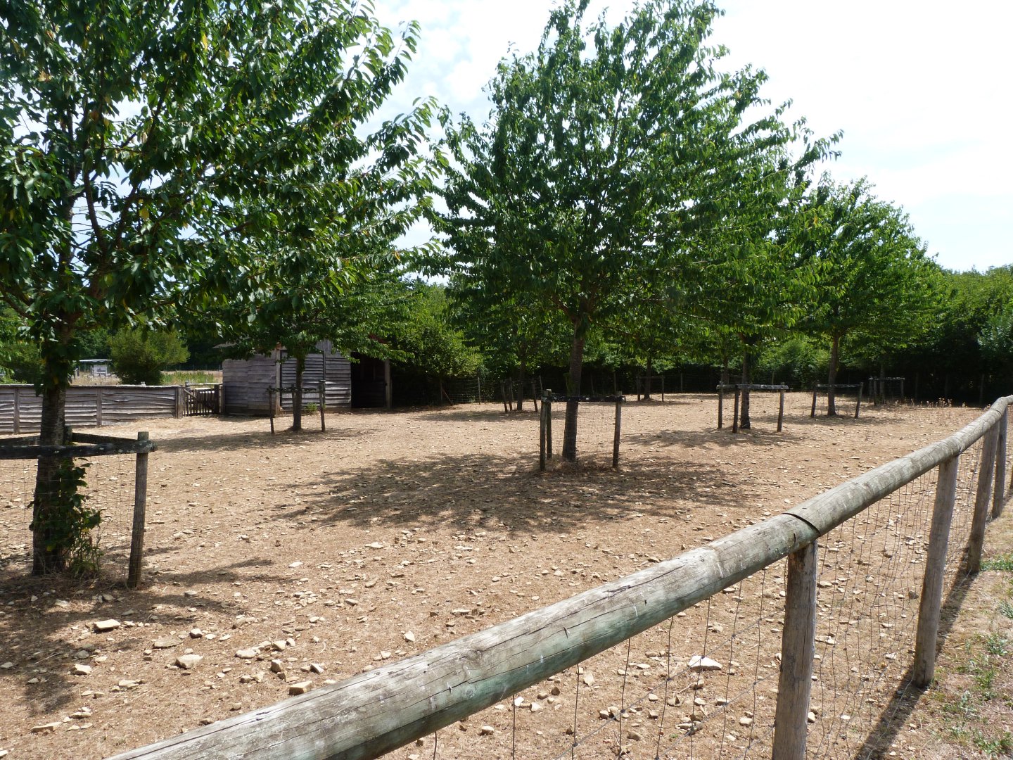 Western red sheep exhibit -Zoodyssée (2025)