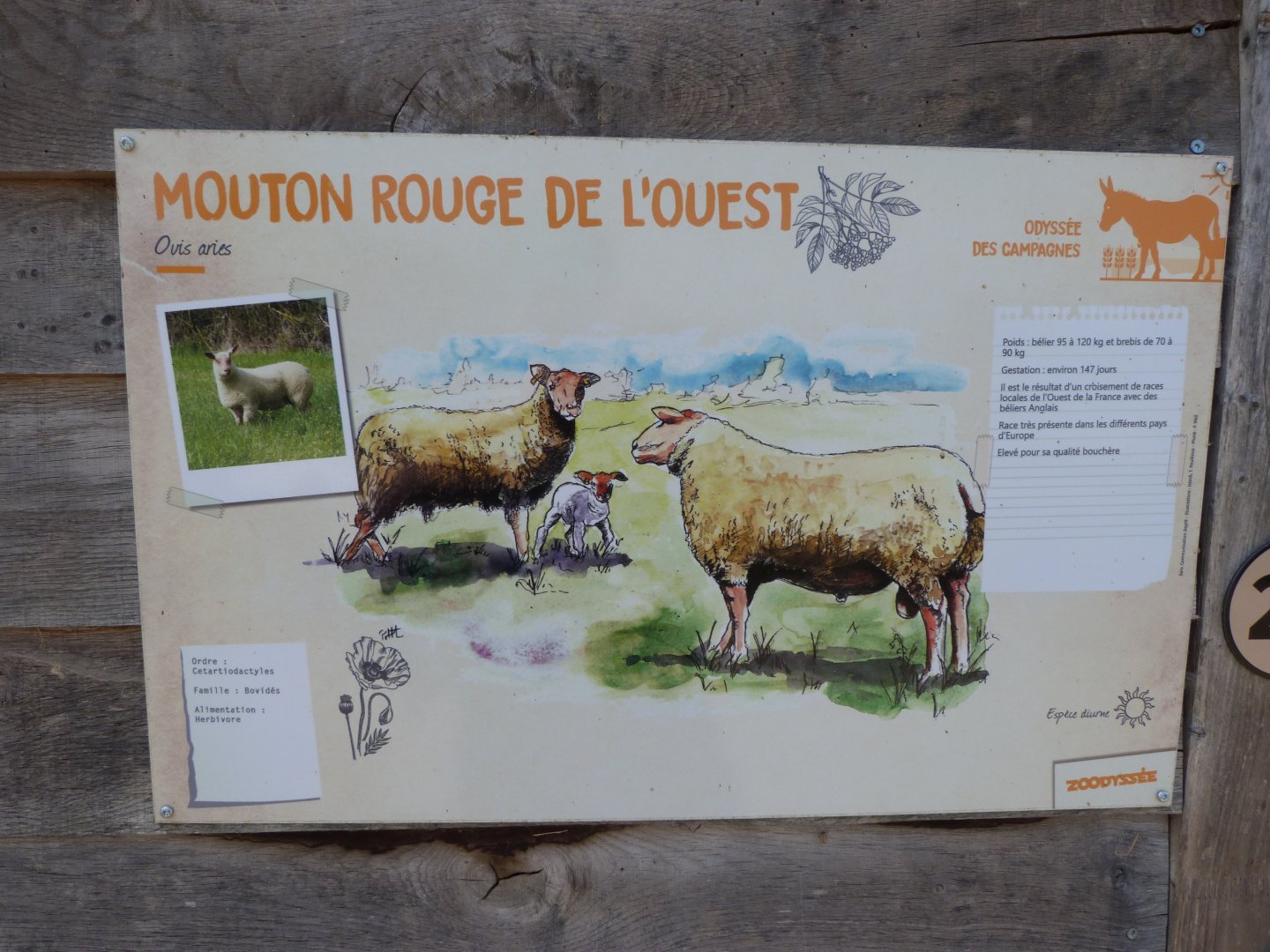 Western red sheep sign -Zoodyssée (2025)