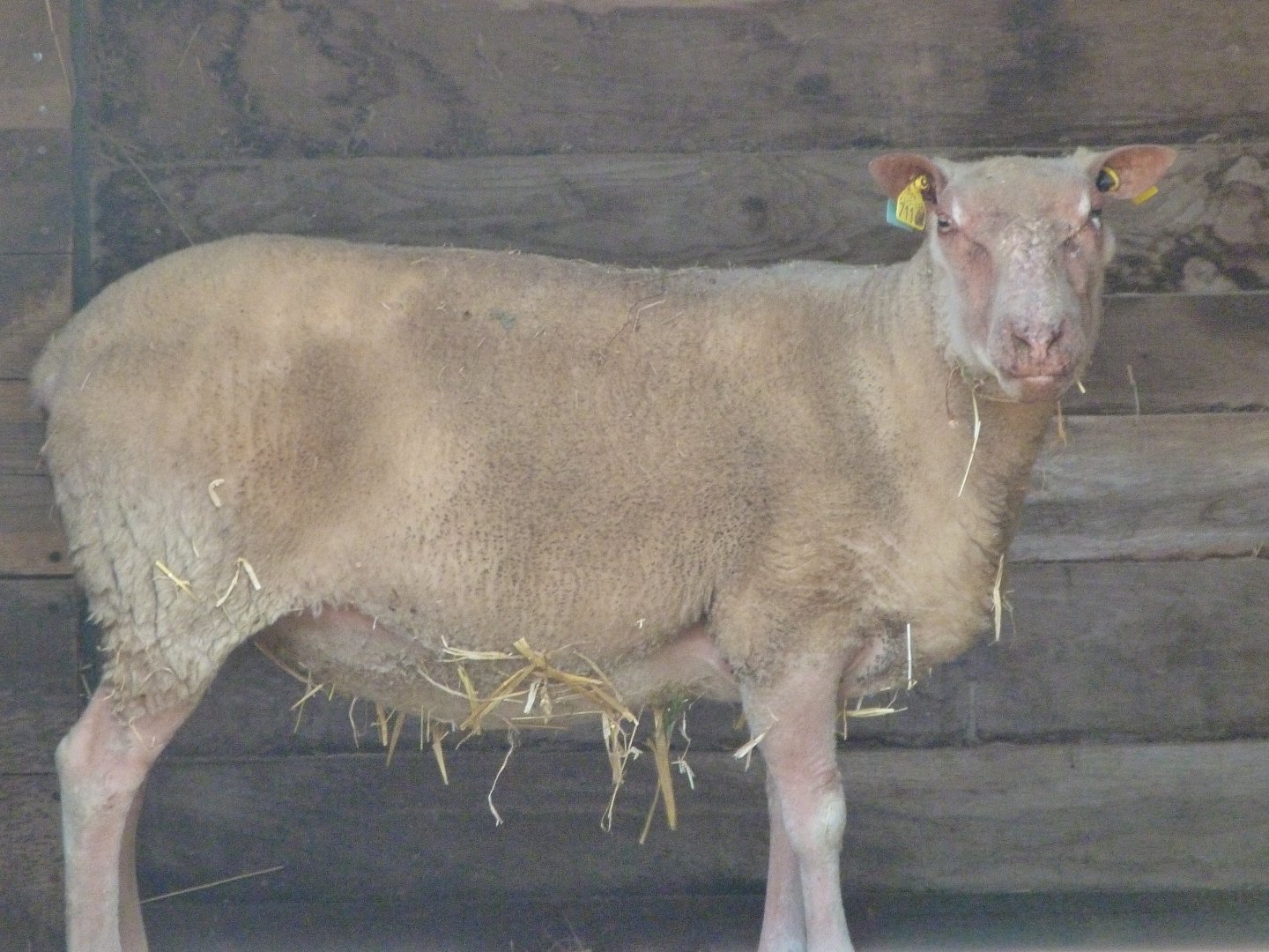 Western red sheep -Zoodyssée (2025)