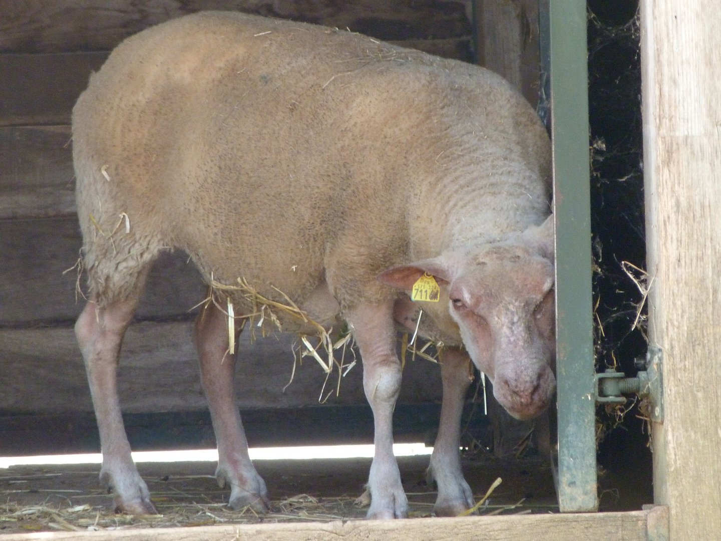 Western red sheep -Zoodyssée (2025)