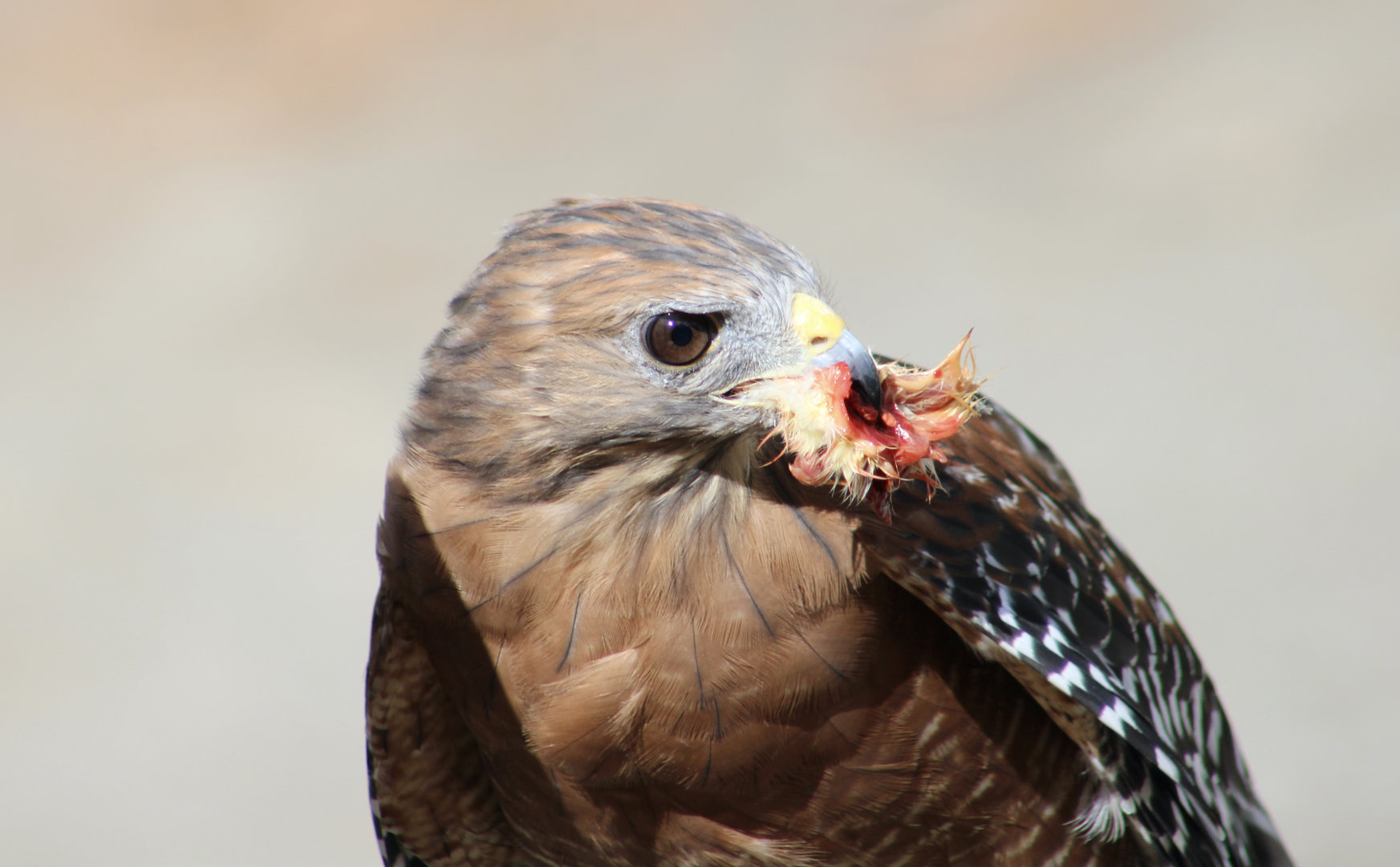 Western Red-Shouldered Hawk (Buteo lineatus elegans) "Red"