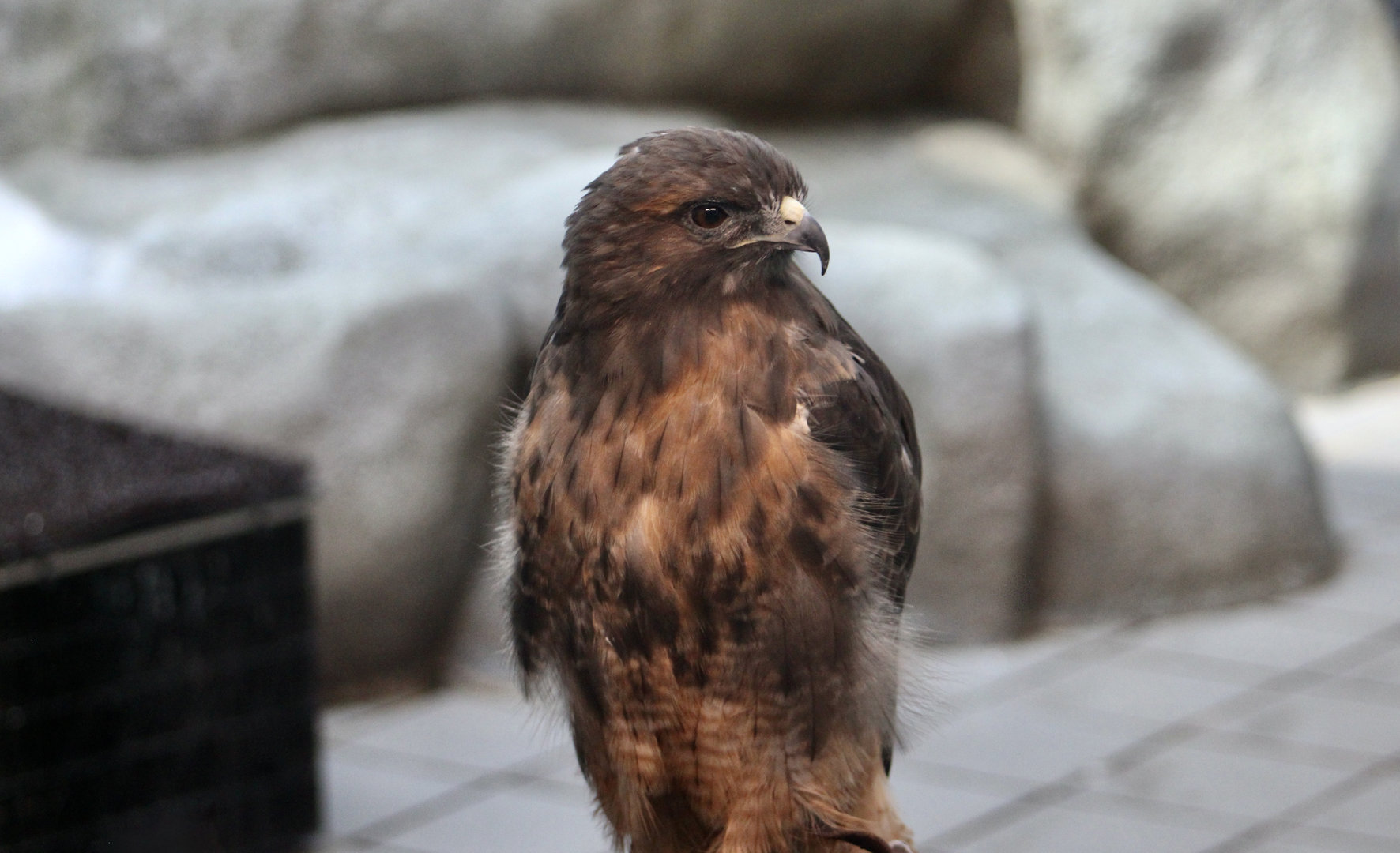 Western Red-Tailed Hawk (Buteo jamaicensis calurus)