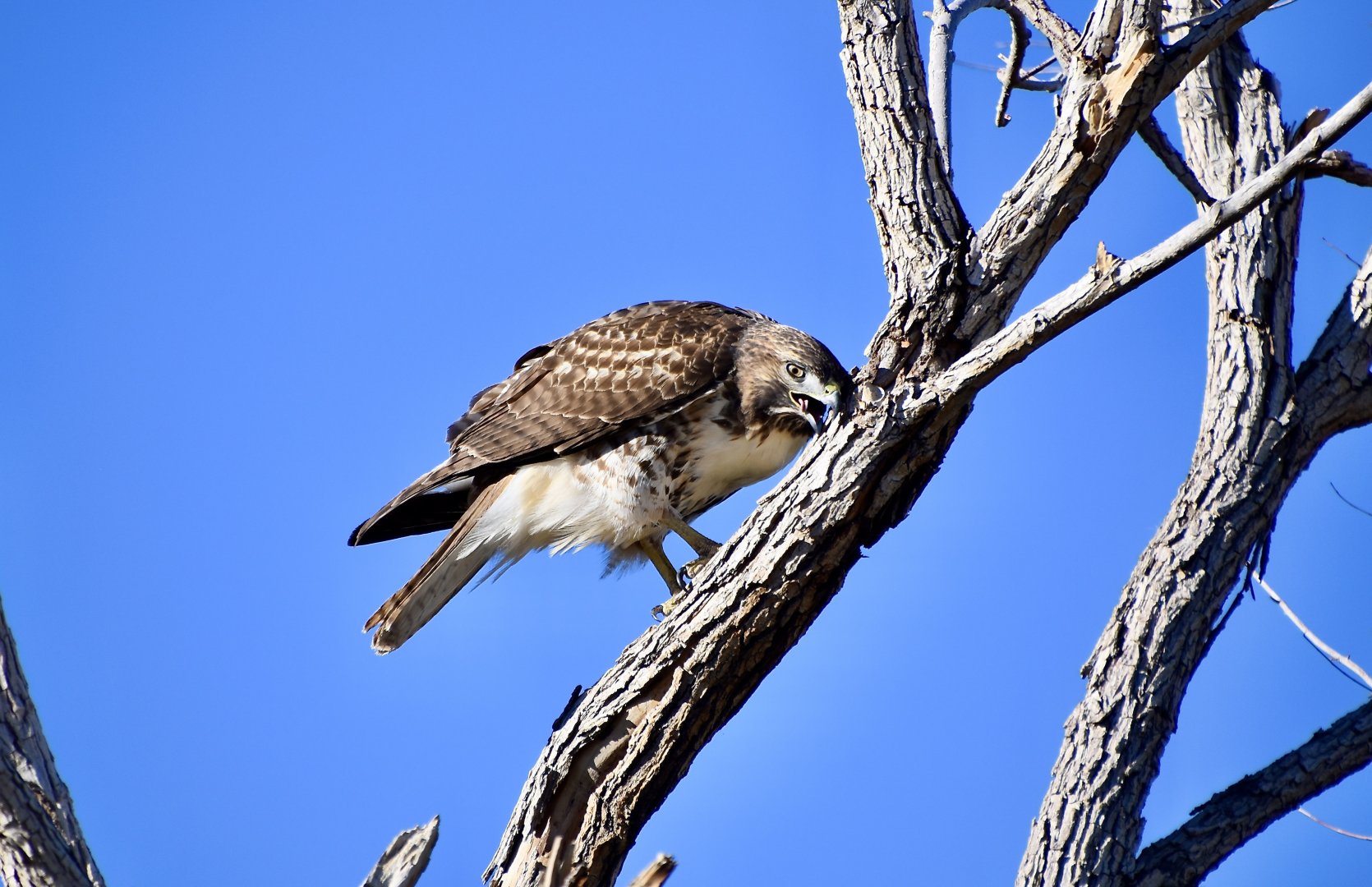 Western Red-Tailed Hawk (Buteo jamaicensis calurus)