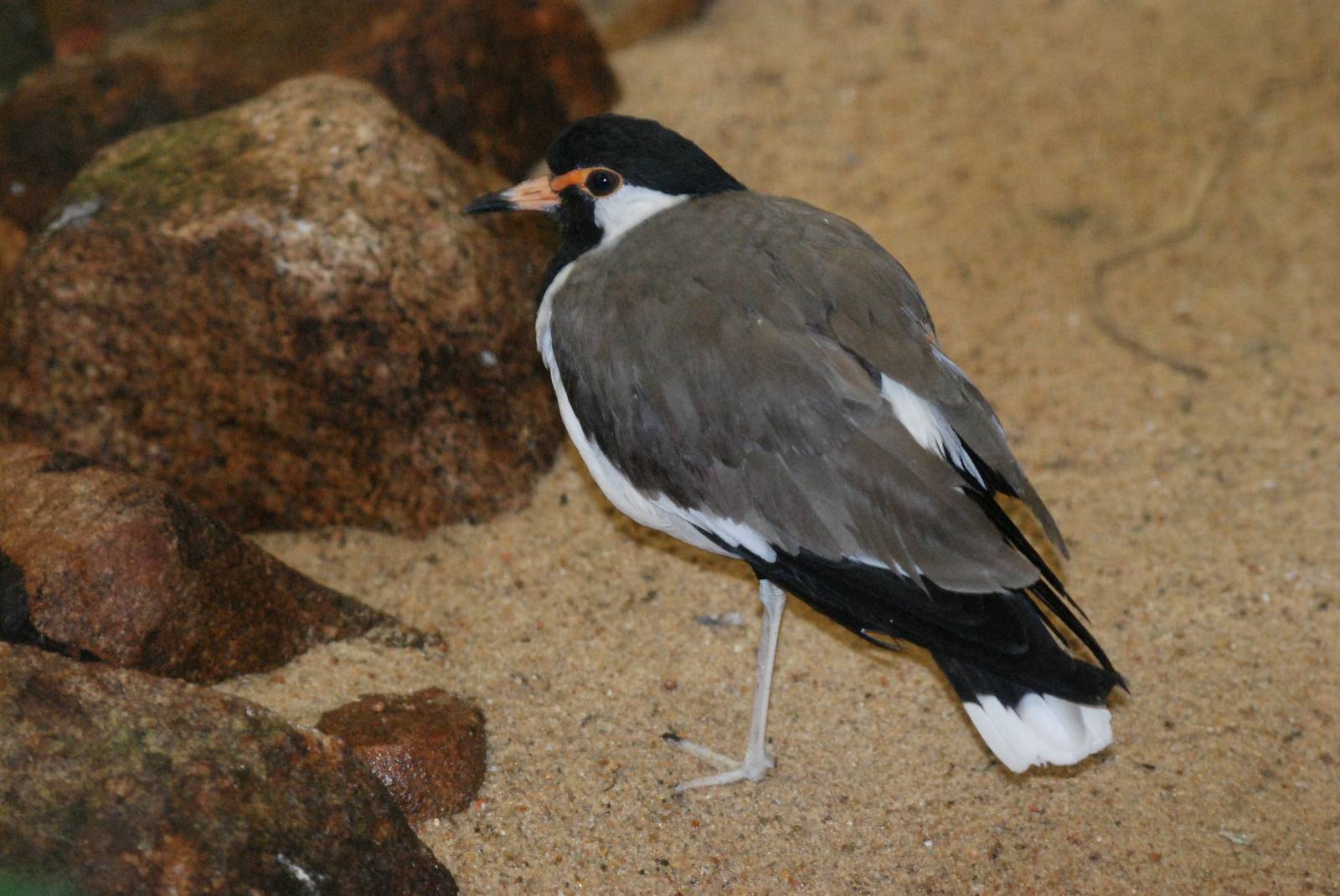 Western Red-wattled Lapwing at Walsrode, 22/03/13
