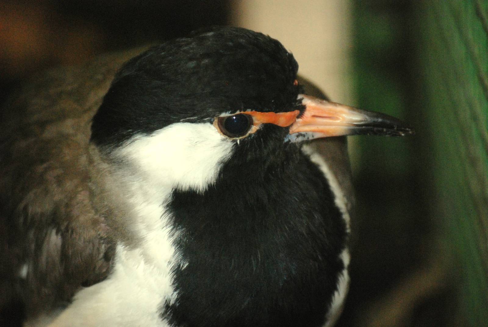Western Red-wattled Lapwing at Walsrode, 22/03/13