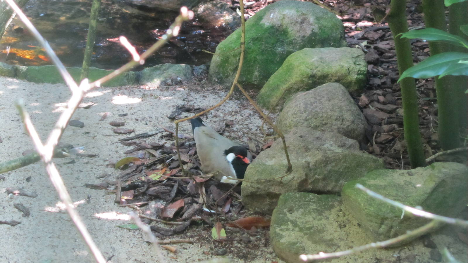 Western red-wattled lapwing