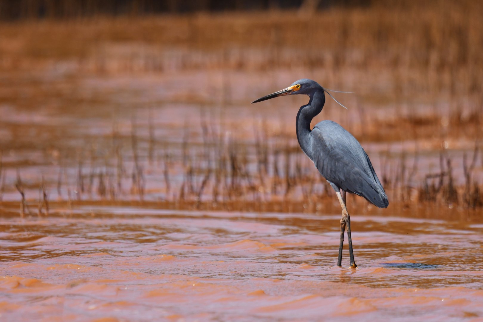 Western Reef-Egret (Egretta gularis schistaea)