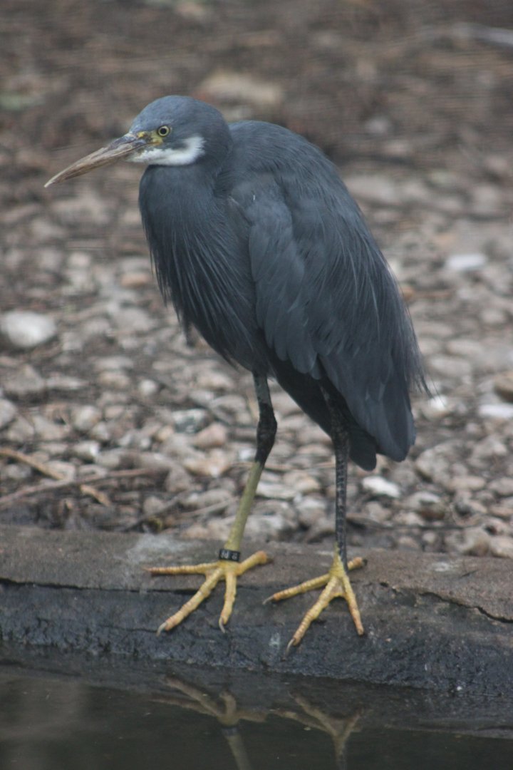 Western reef heron (Egretta gularis)