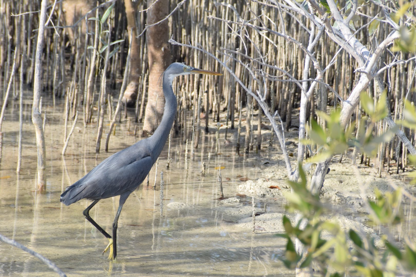 Western reef heron - Jubail Mangrove Park