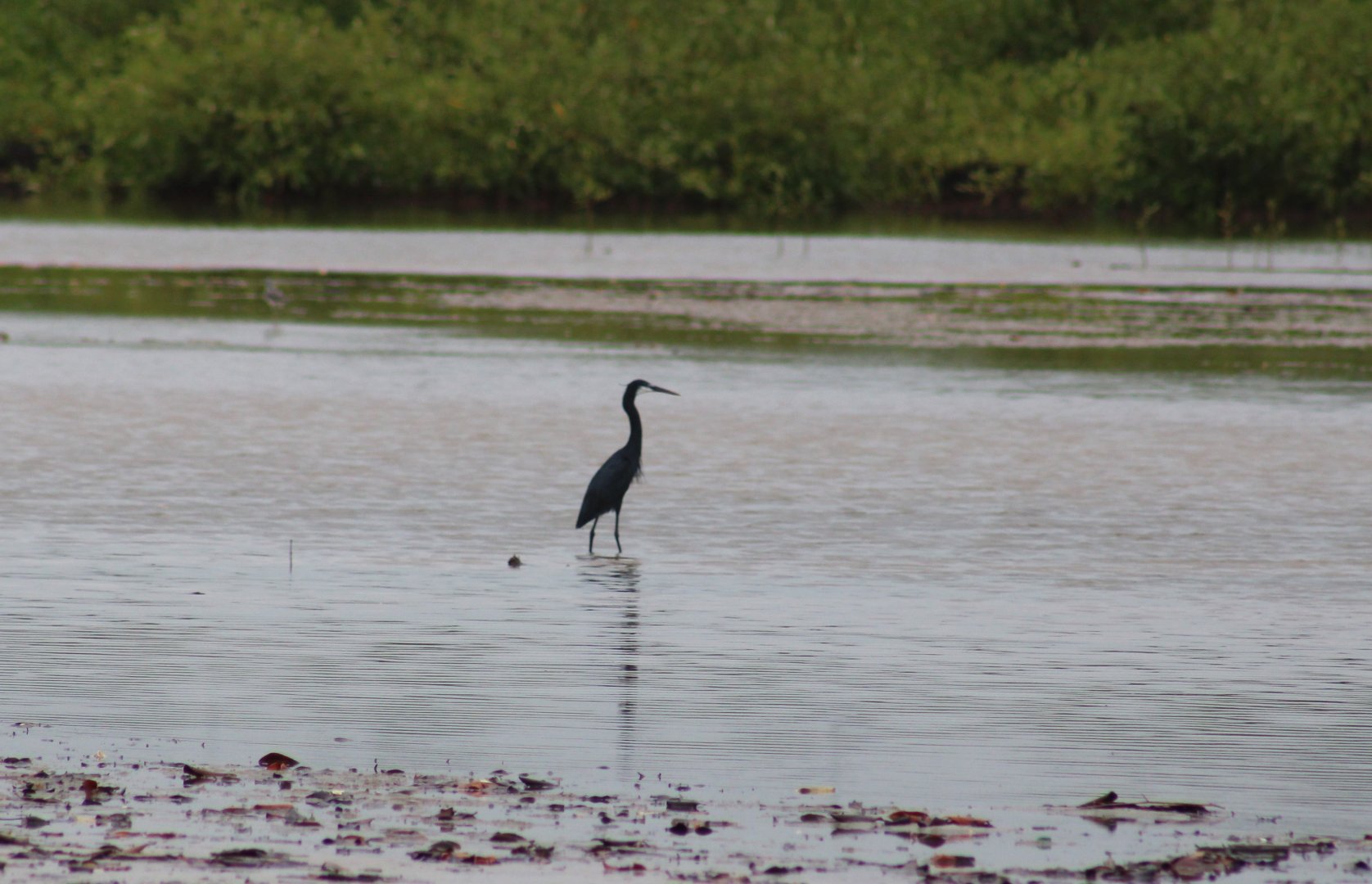 Western reef heron