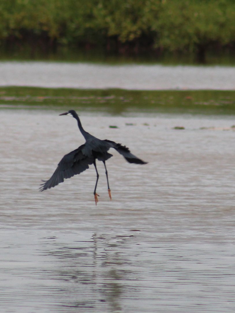 Western reef heron