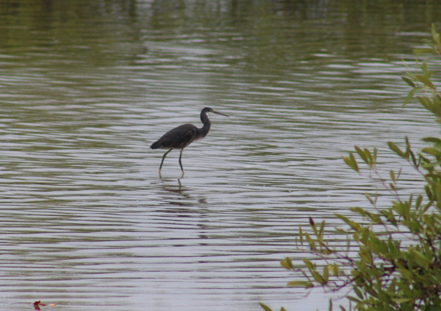 Western reef heron