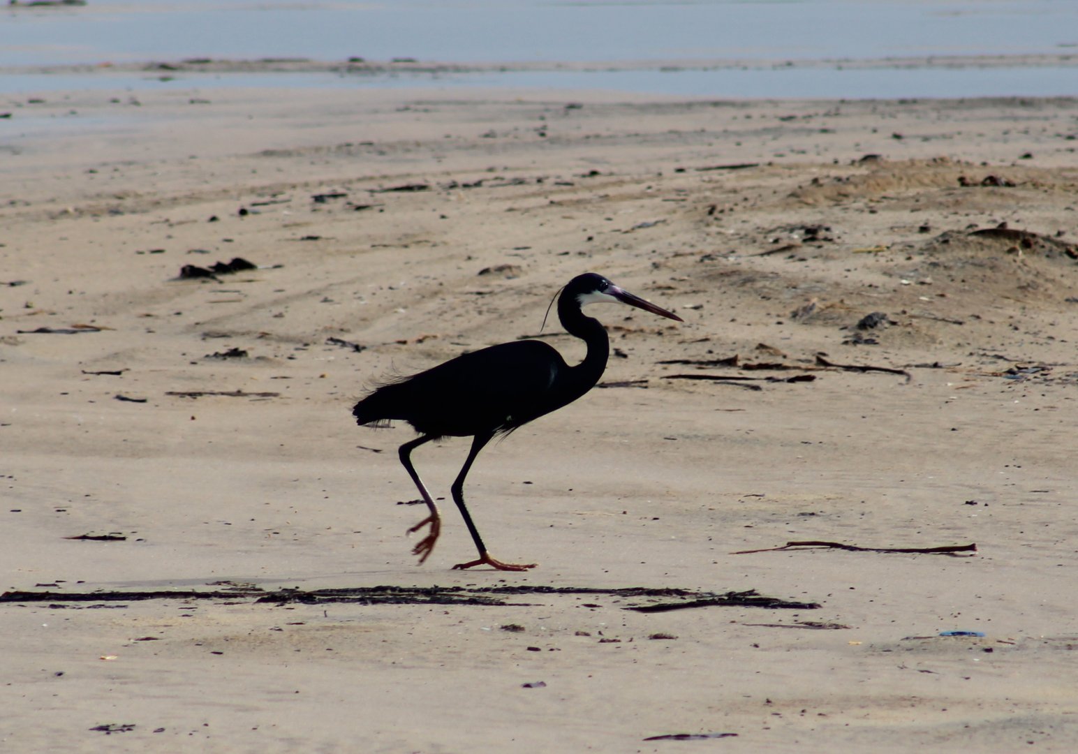 Western reef heron