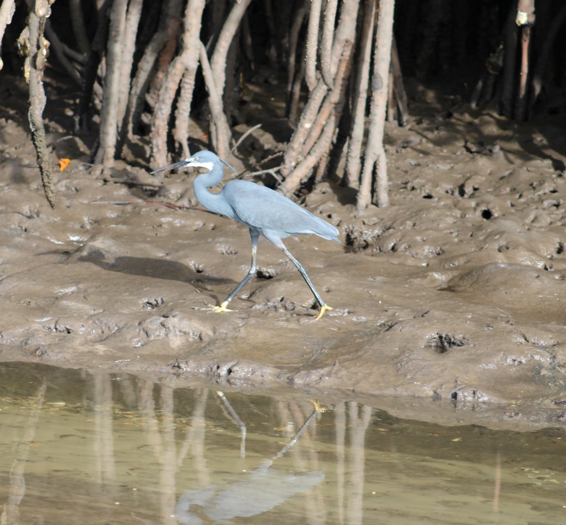 Western reef heron