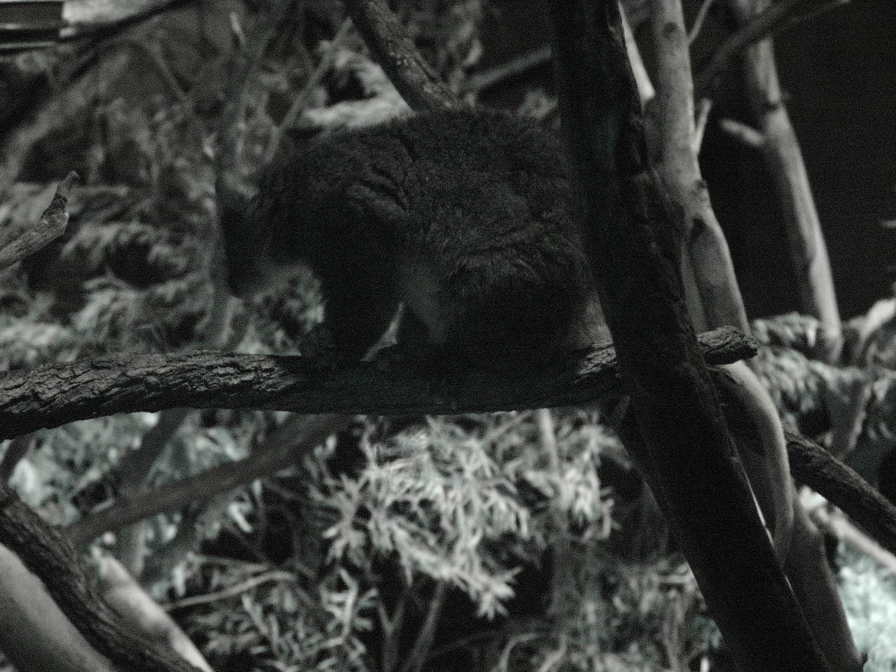Western Ringtail Possum (Pseudocheirus occidentalis)