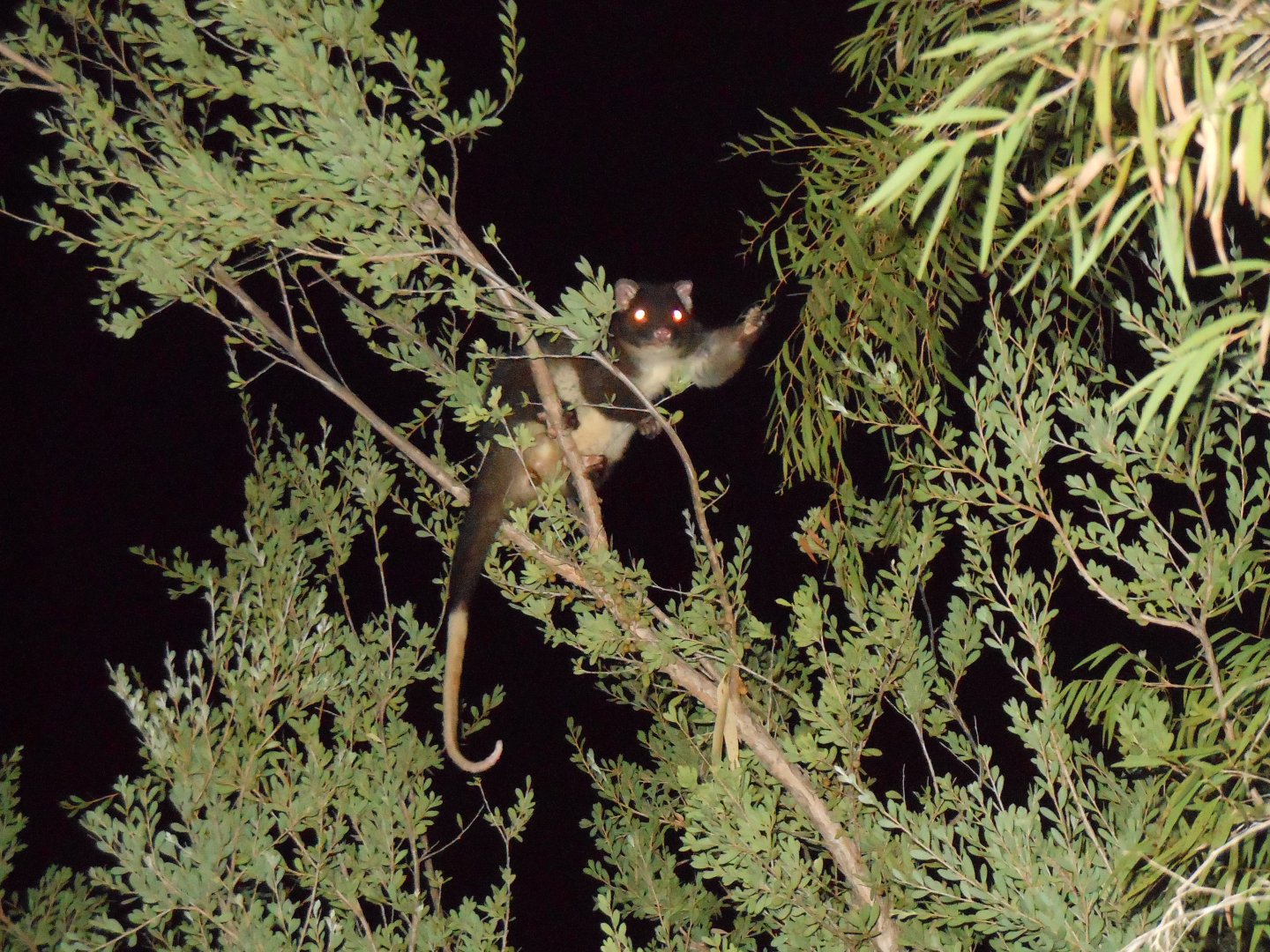 Western Ringtail Possum (Pseudocheirus occidentalis)